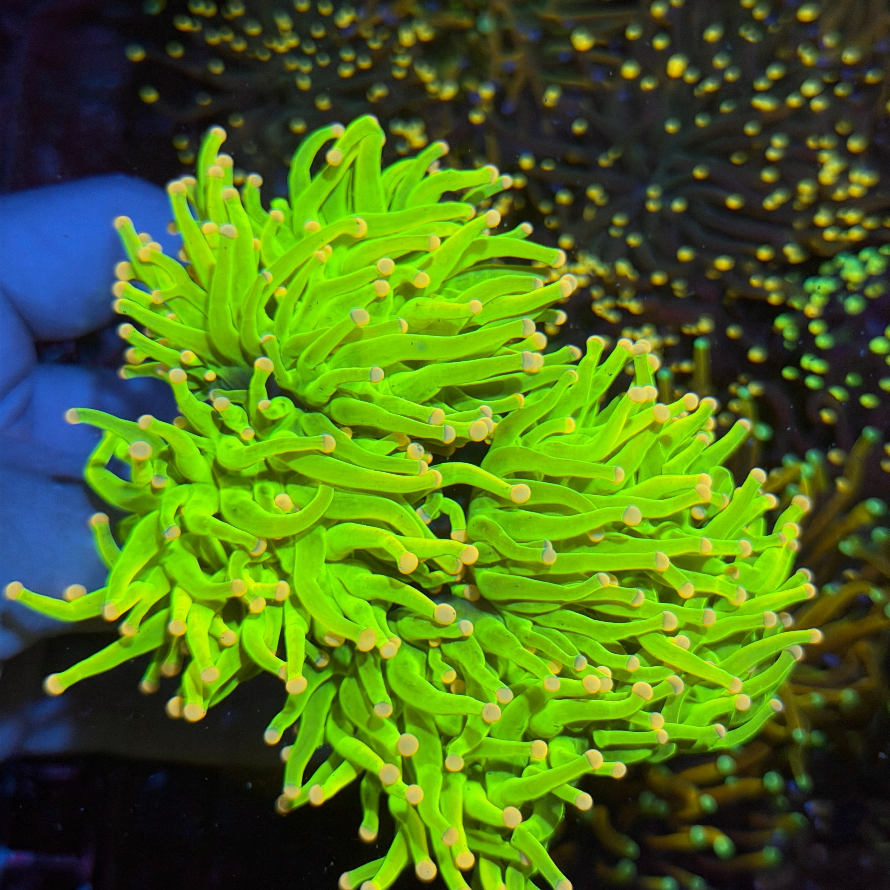 Jay's Exotic Corals