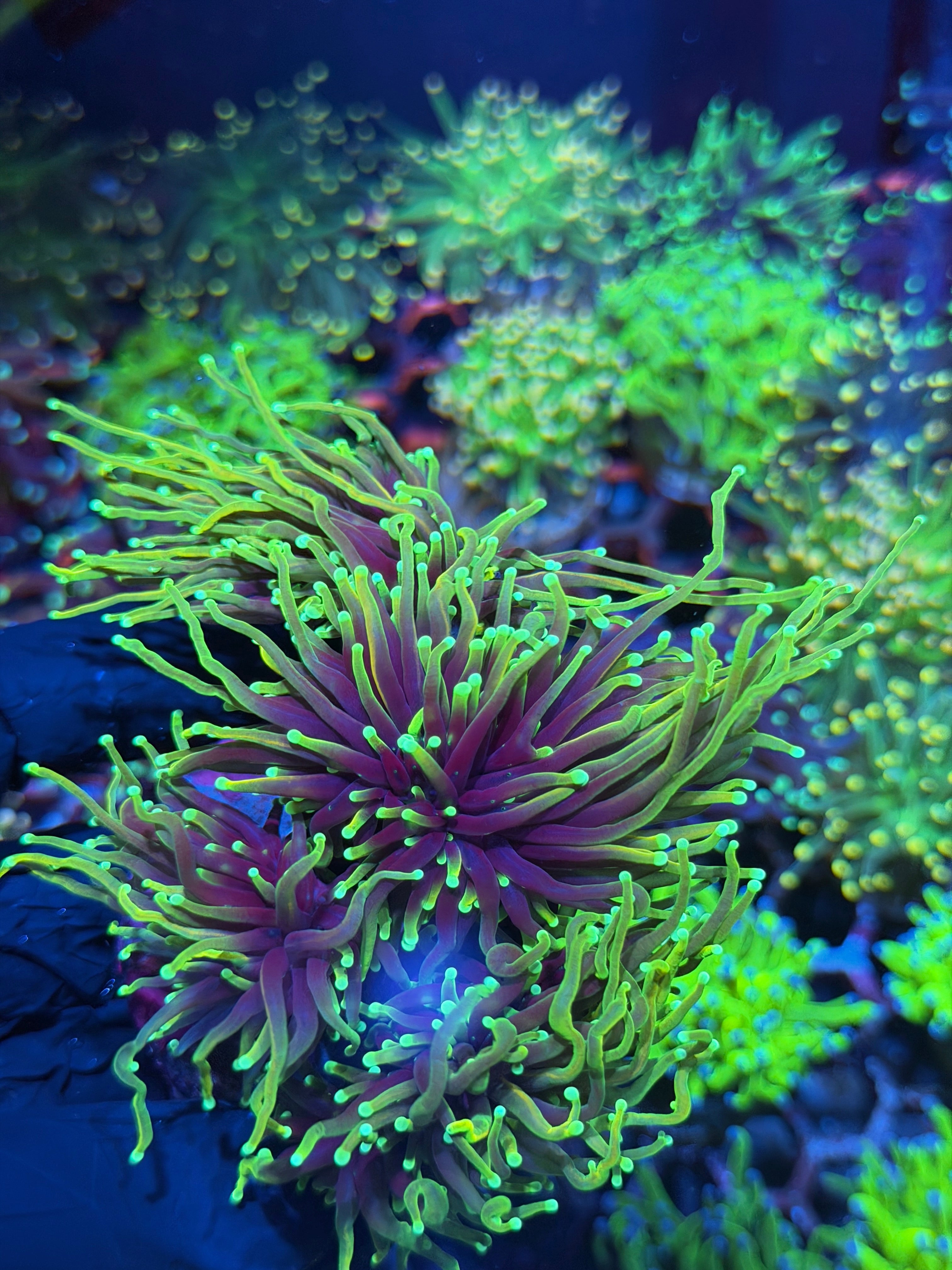 JEA Freezer Burn Torch Coral Colony XXL 7+ Heads
