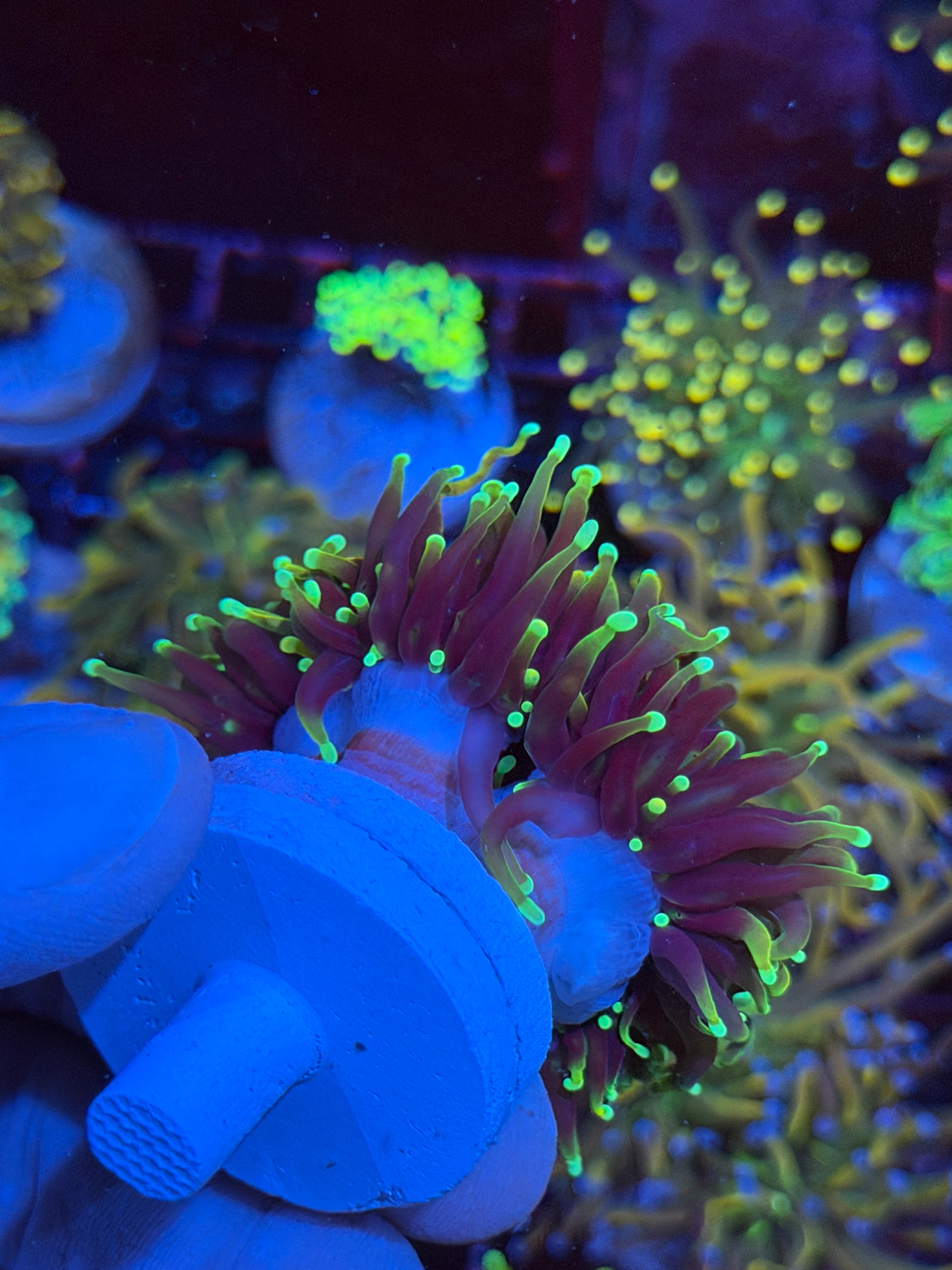 JEA Dragon Fire Torch Coral 4 Heads XXXl Splitting