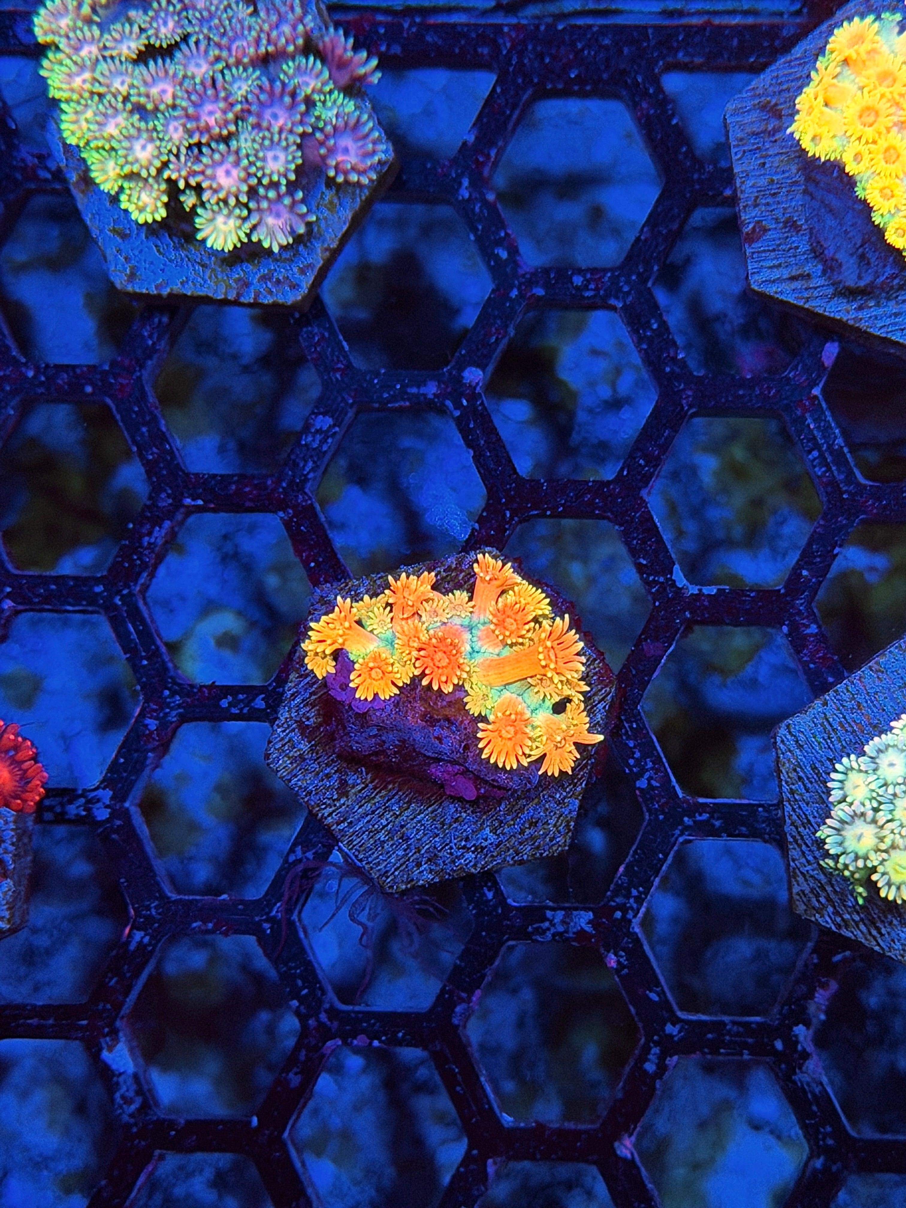 JEA Rainbow Sherbet Goniopora Coral