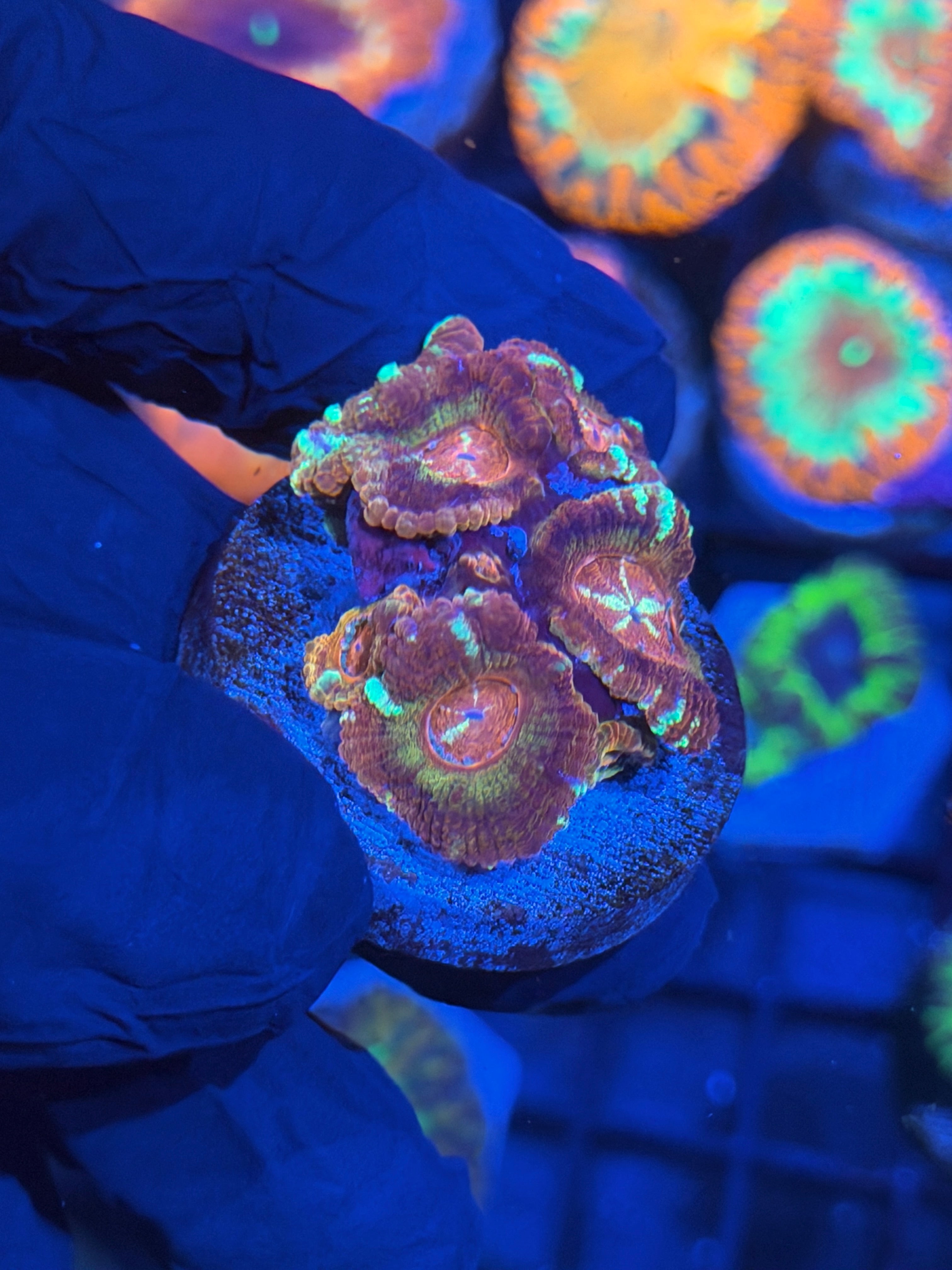 JEA Fireball Asian Acans 6+ Heads 12/1