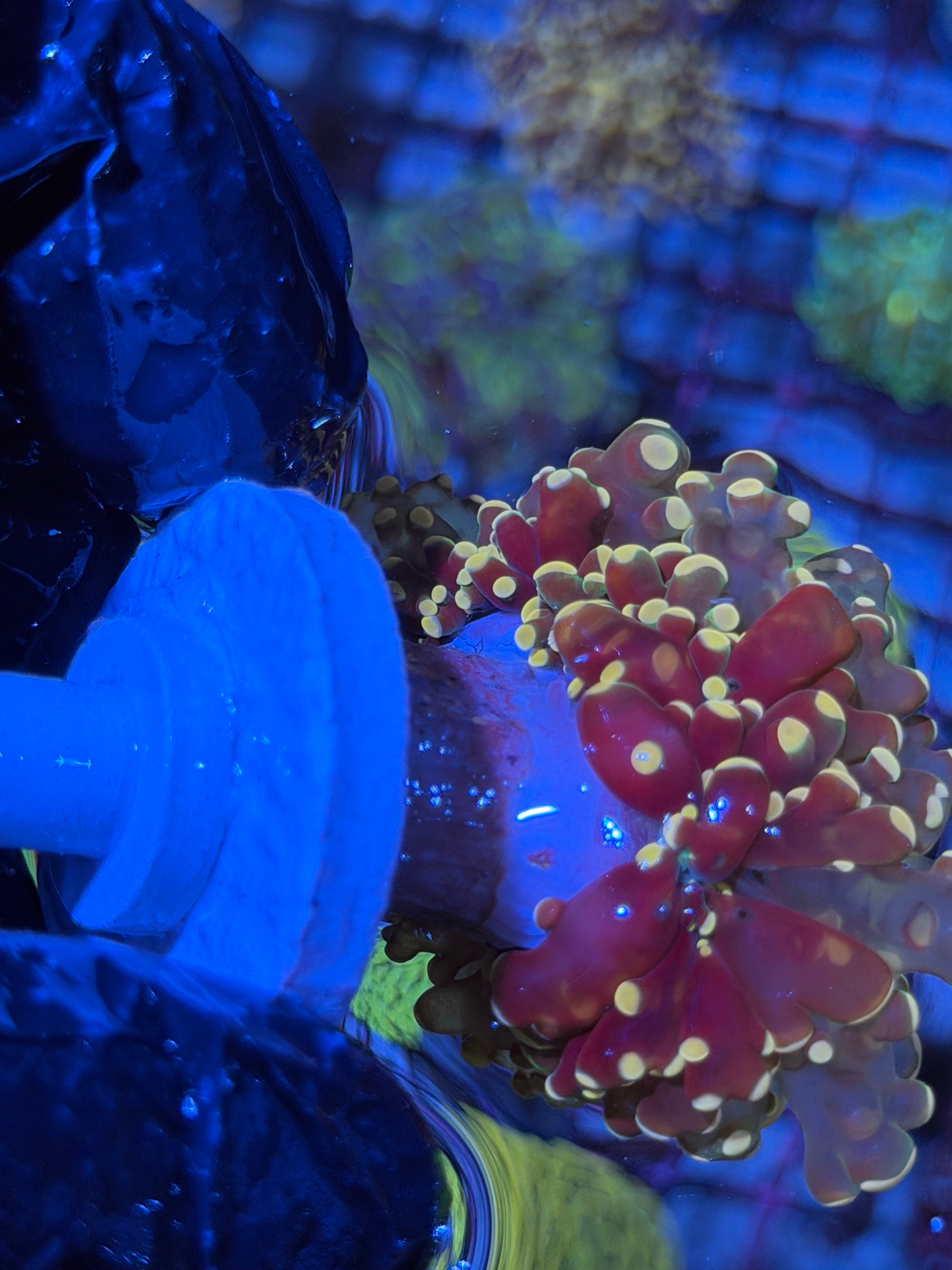 JEA Princess Peach Frogspawn Coral 1 XXL Head Splitting