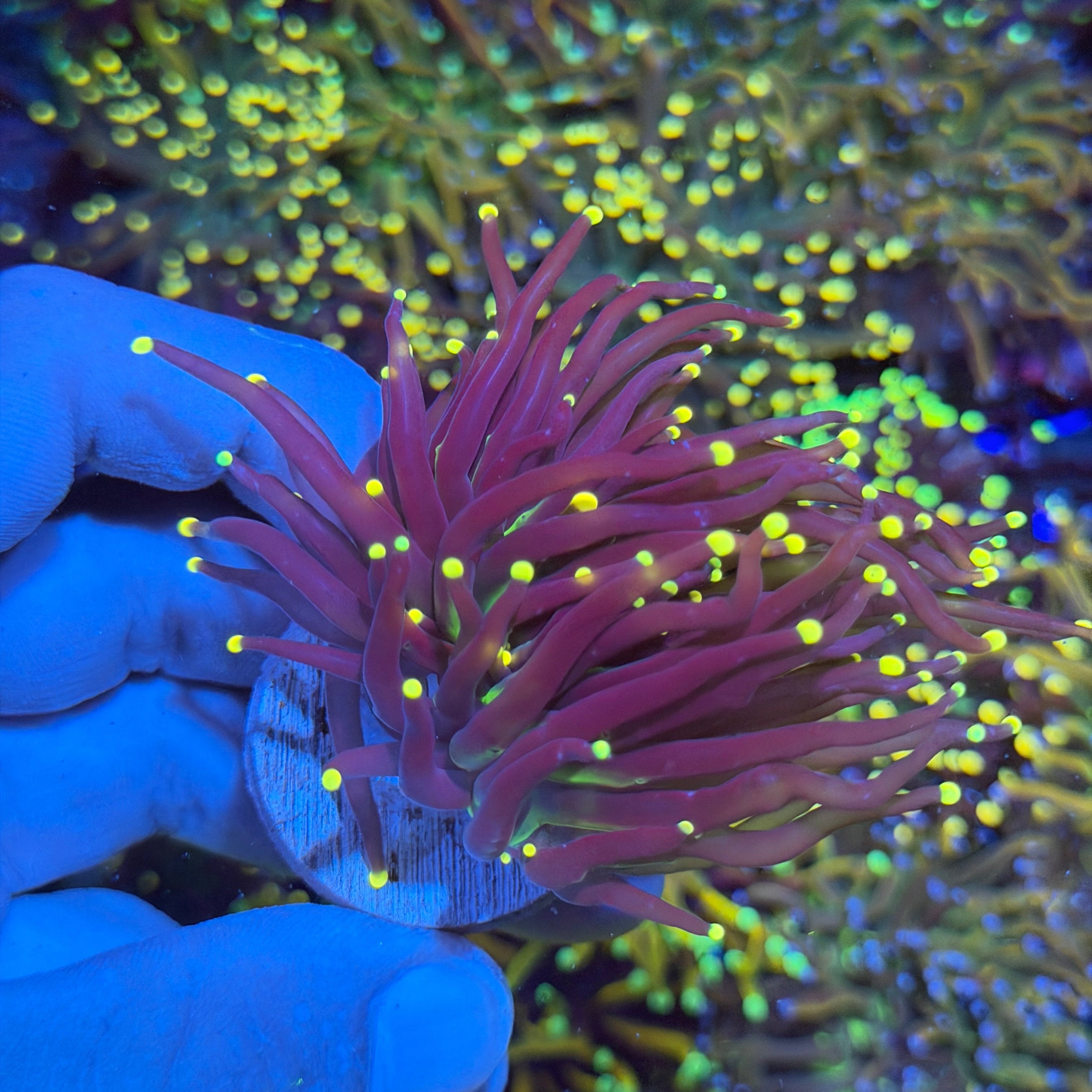 JEA Joker Torch Coral 2 Heads XL 6/4