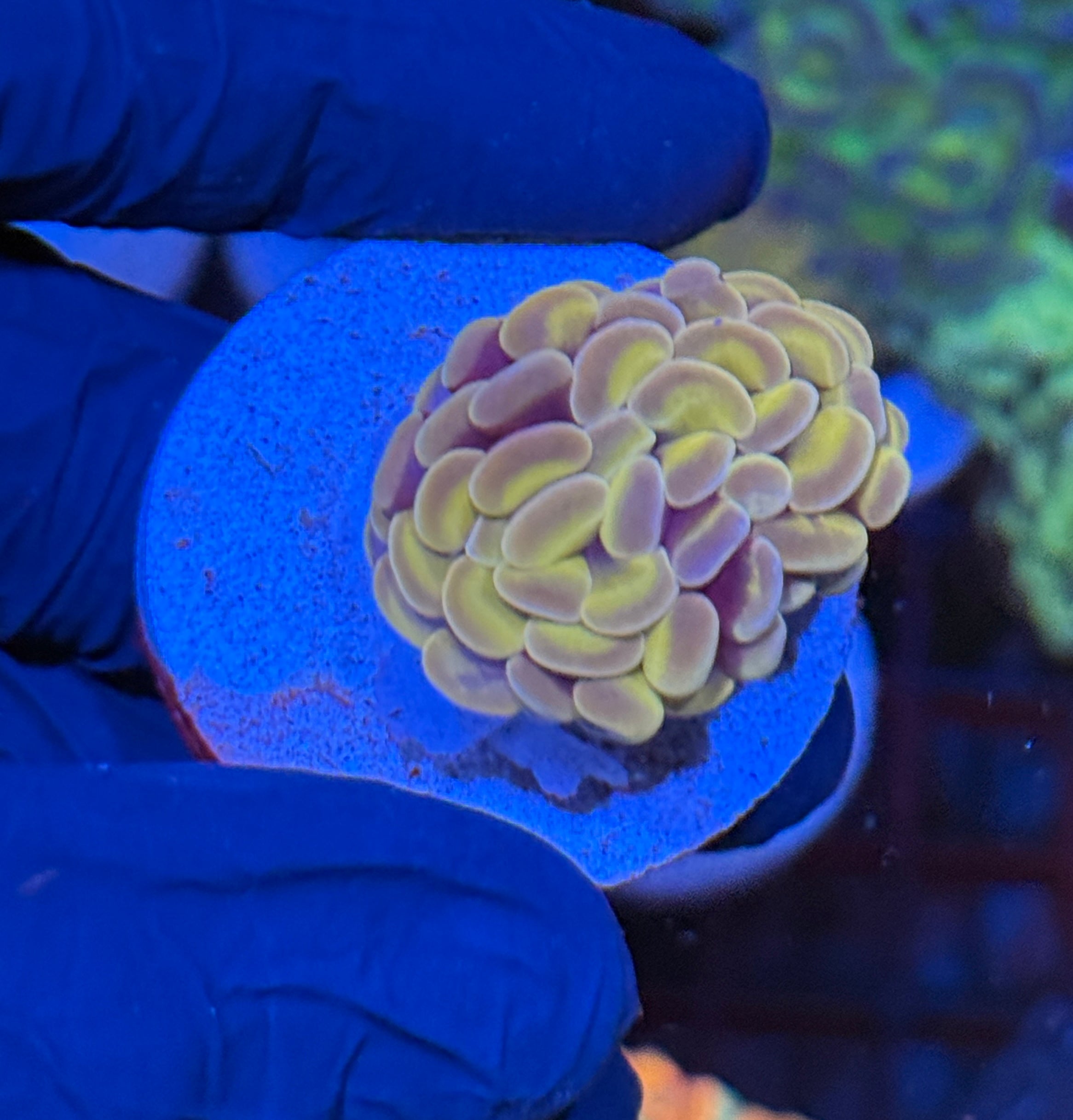 JEA Orange Fusion Hammer Coral 1 Head