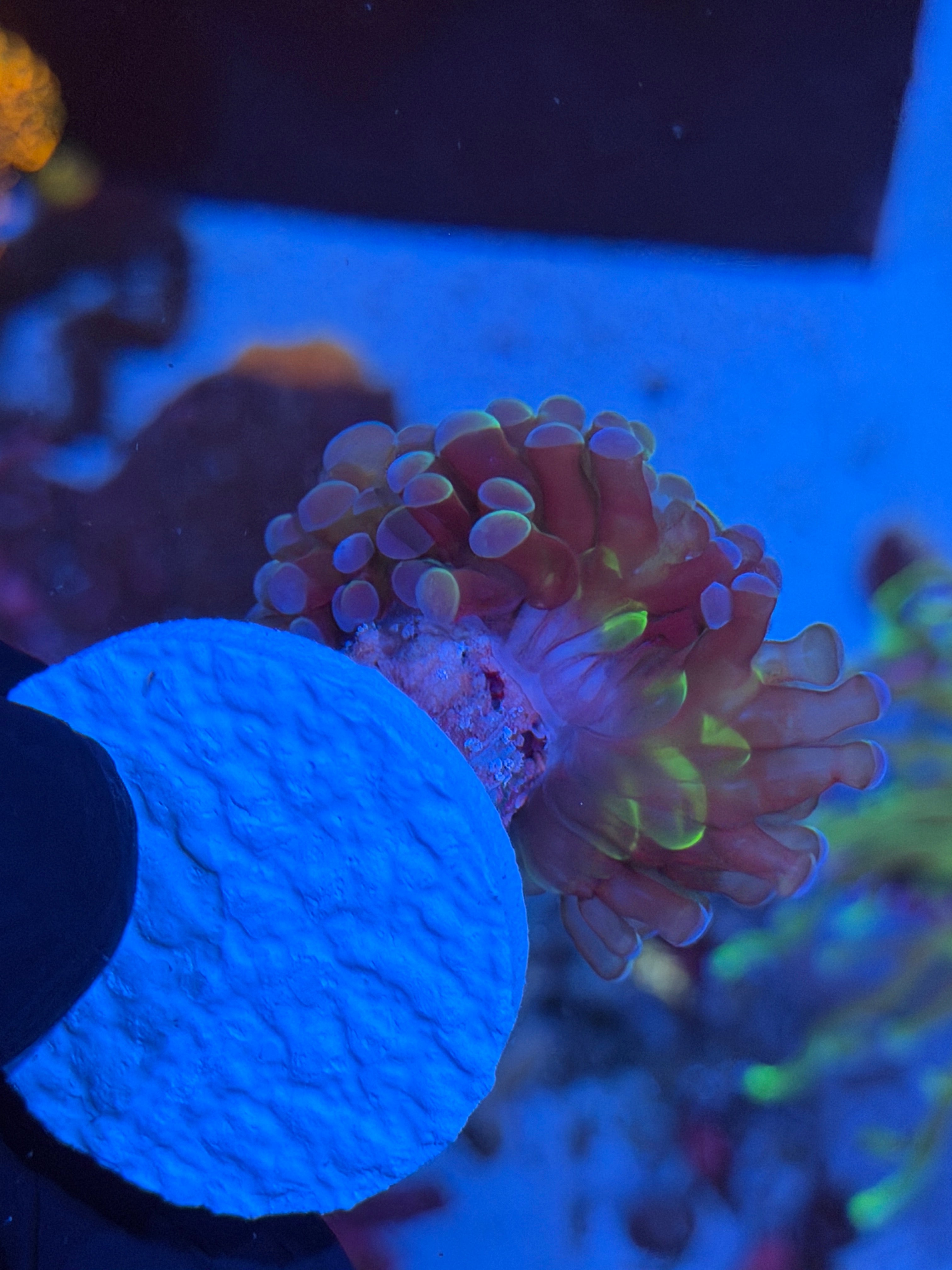JEA 24K Hammer Coral 1 XXL Head  Splitting to 3