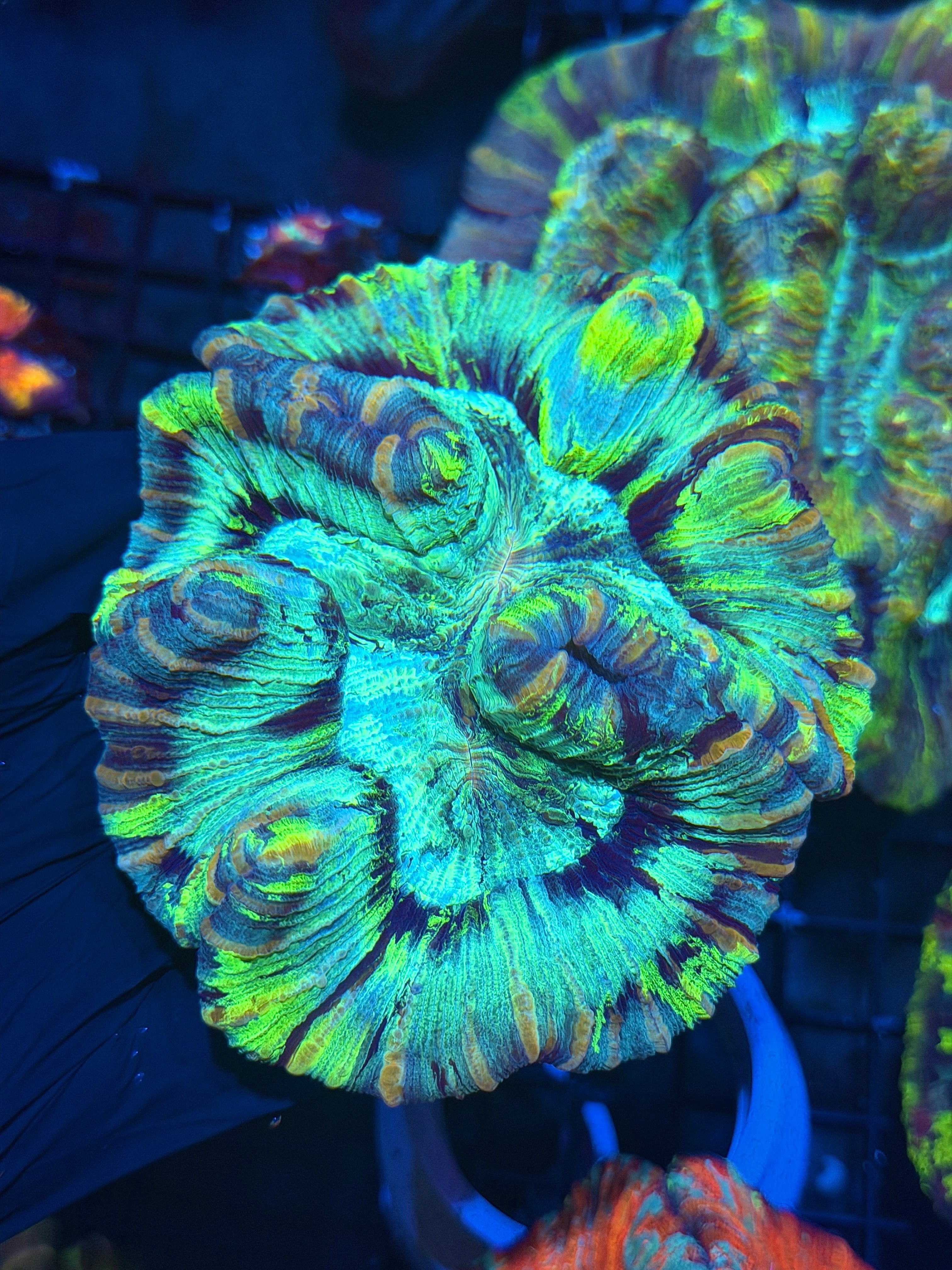 Unique Trachyphyllia Meat Coral XL Collectors Piece