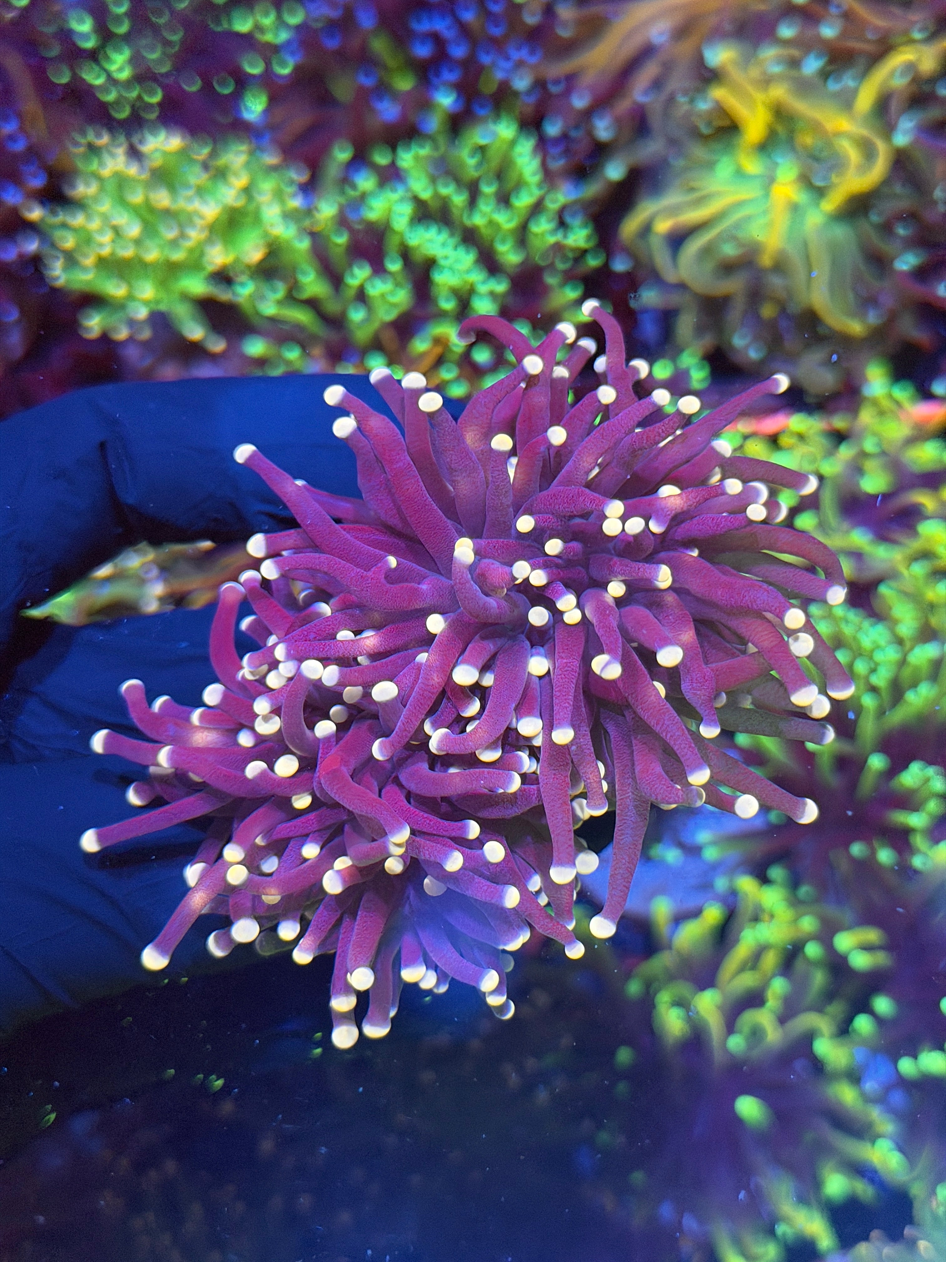 JEA Malaysian Joker Torch Coral Thick Stalk 2 Heads XL 7/10