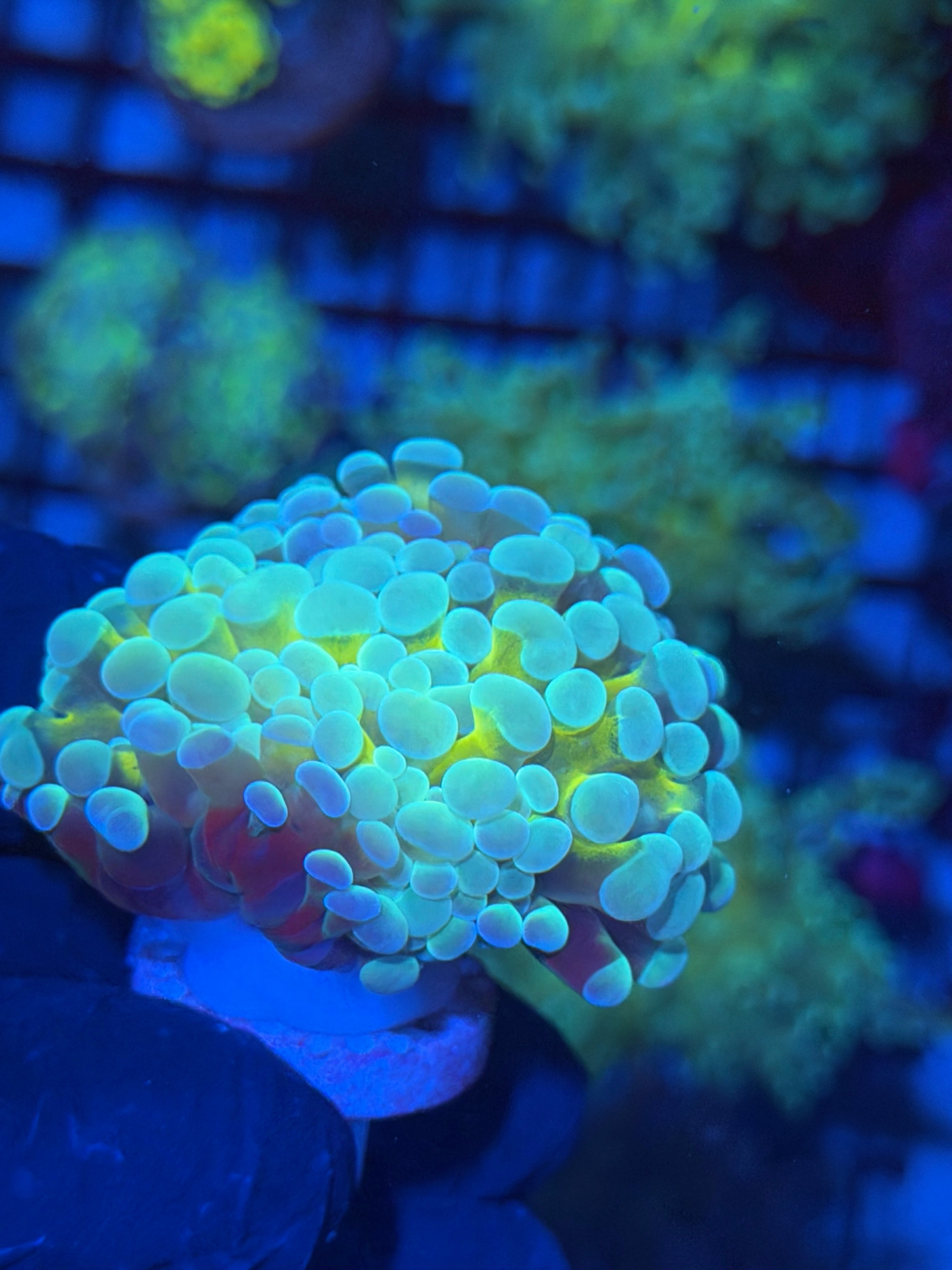 JEA Thors Hammer Coral 2 Heads Splitting XL Bright *Only Frag Available* 12/1