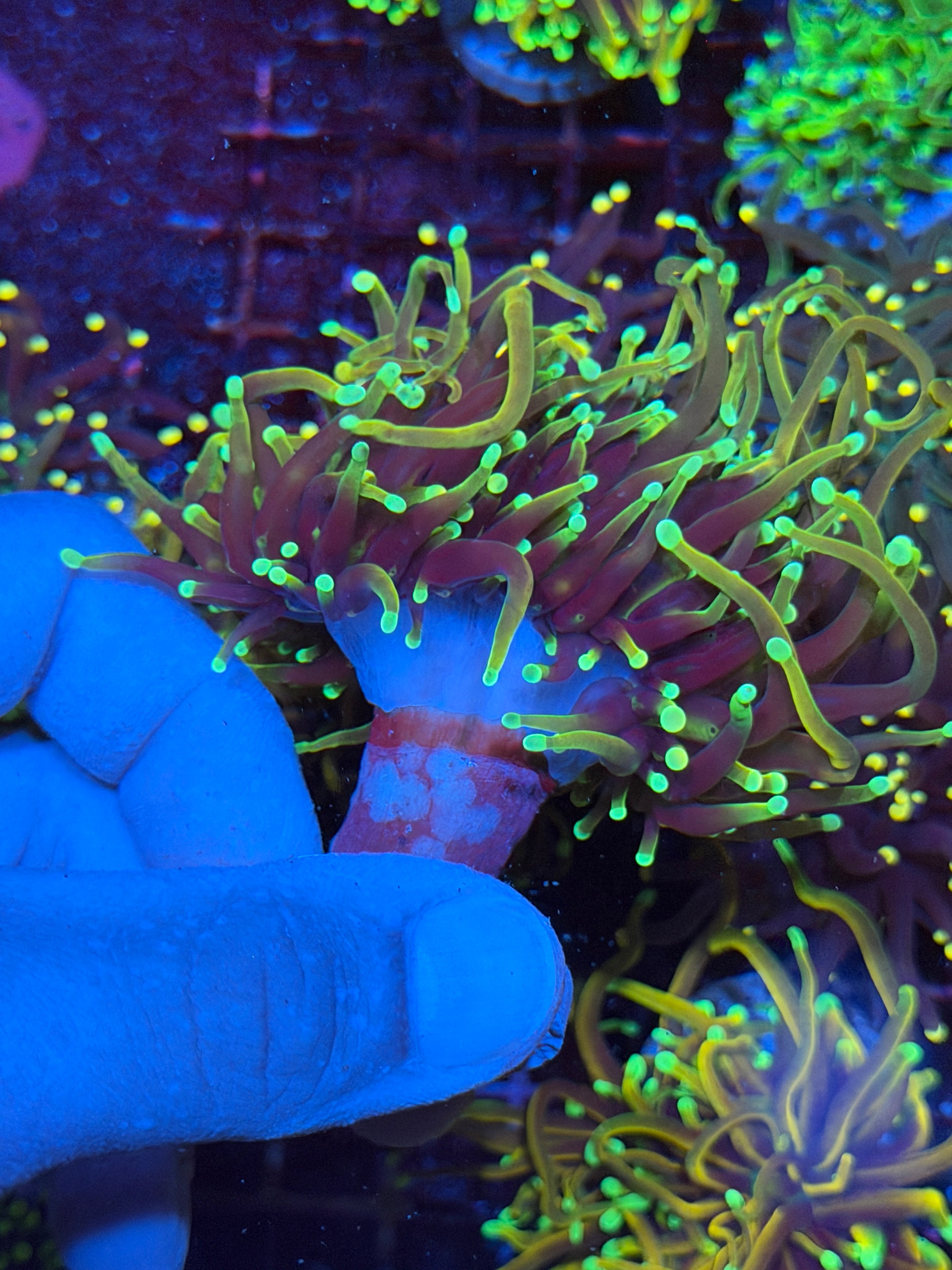 JEA 21 Tails Torch Coral 2 XXL Heads Splitting