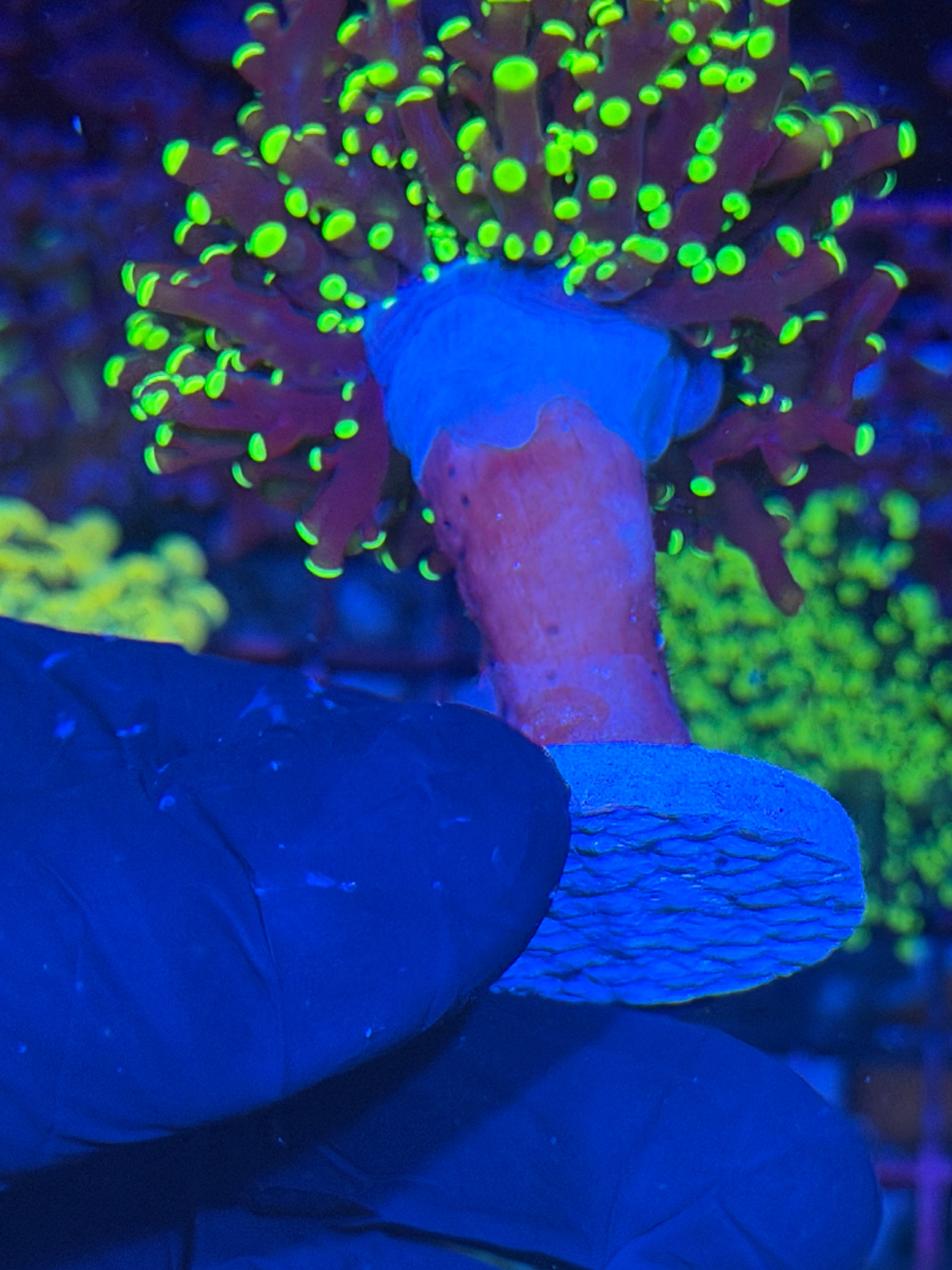 JEA Yellow Frogspawn Coral 1 XXL Head 7/22