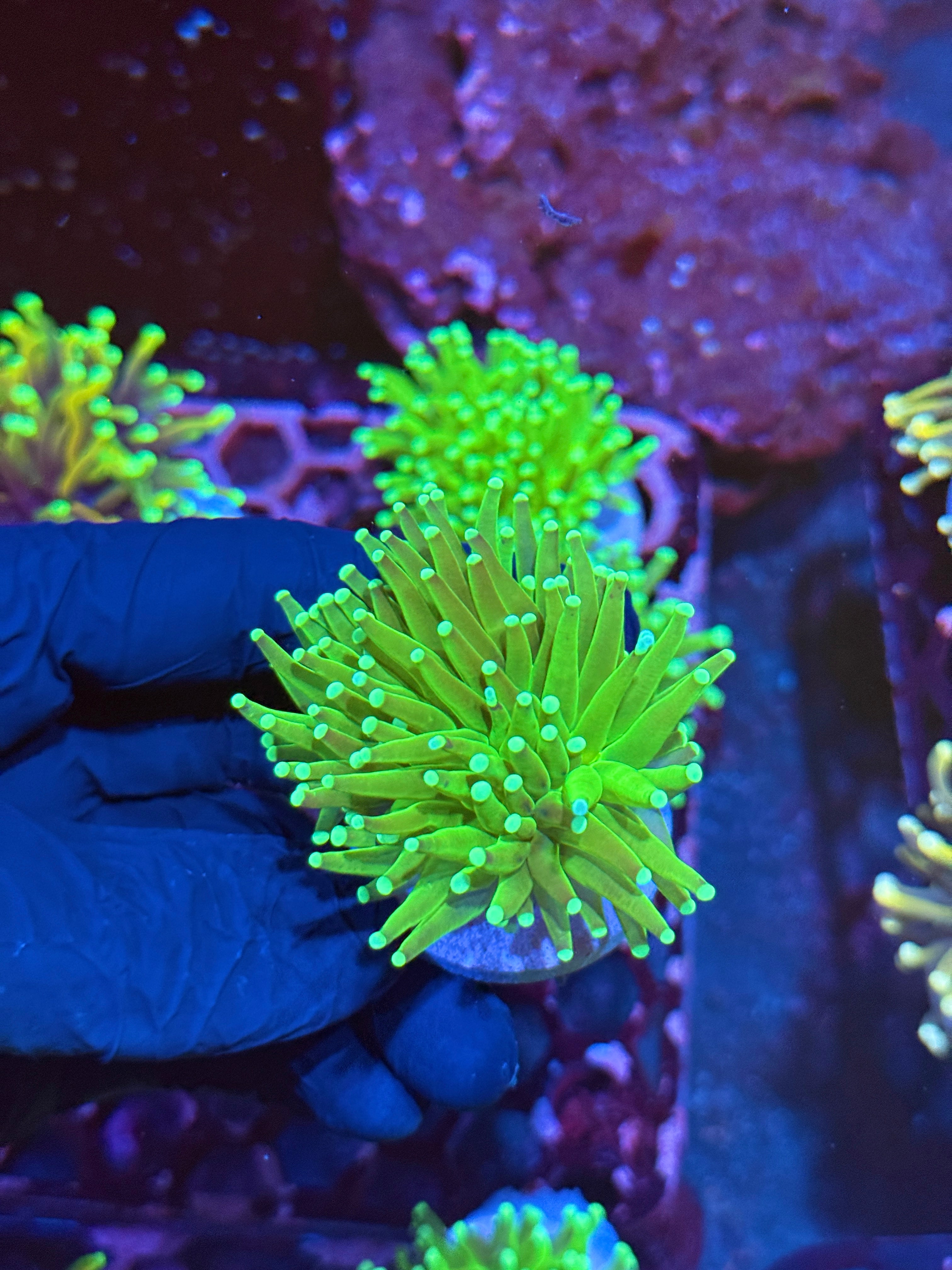 JEA Key Lime Pie Torch Coral 1 XL Head