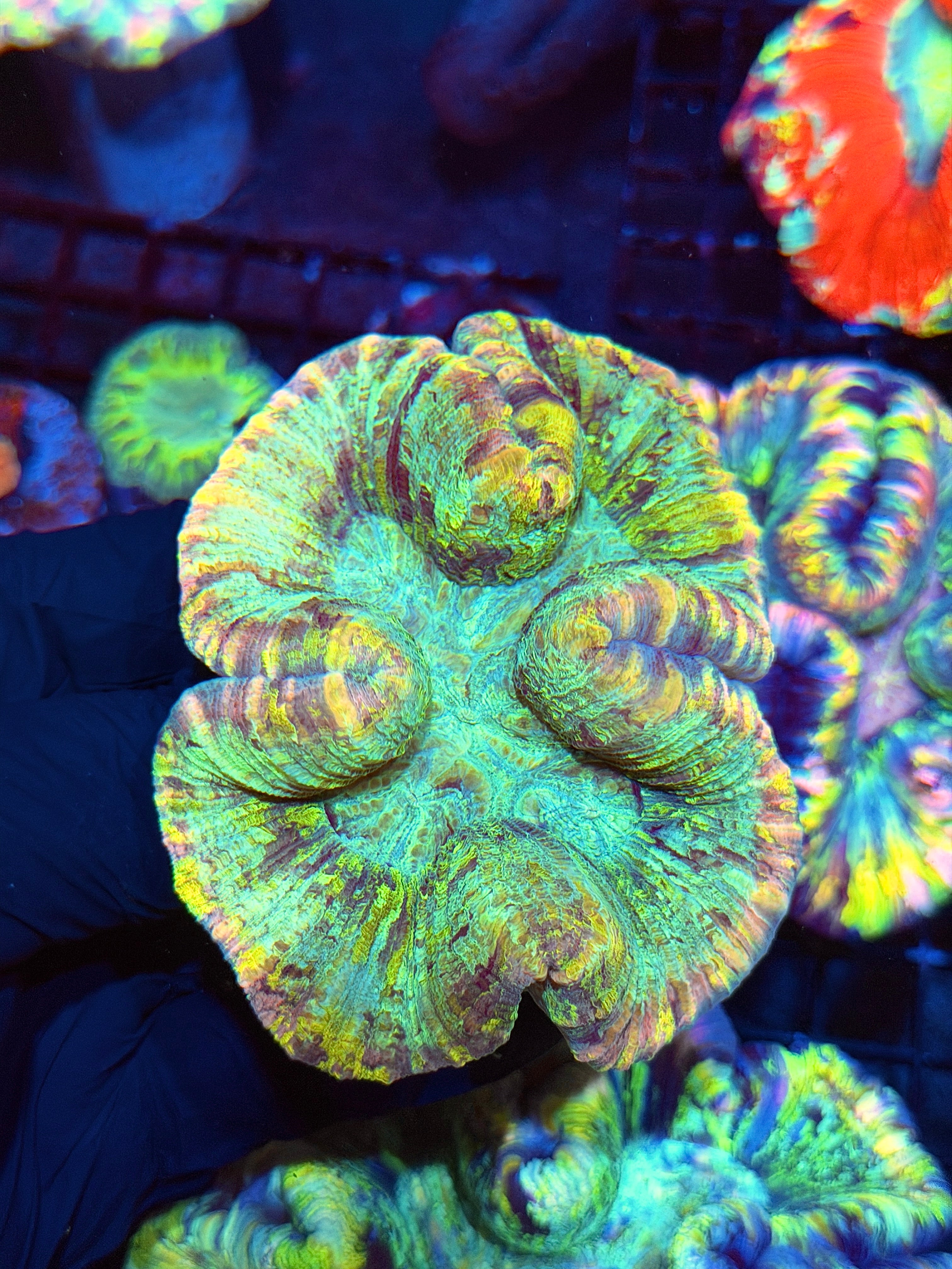Multicolor Striped Trachyphyllia Meat Coral XL