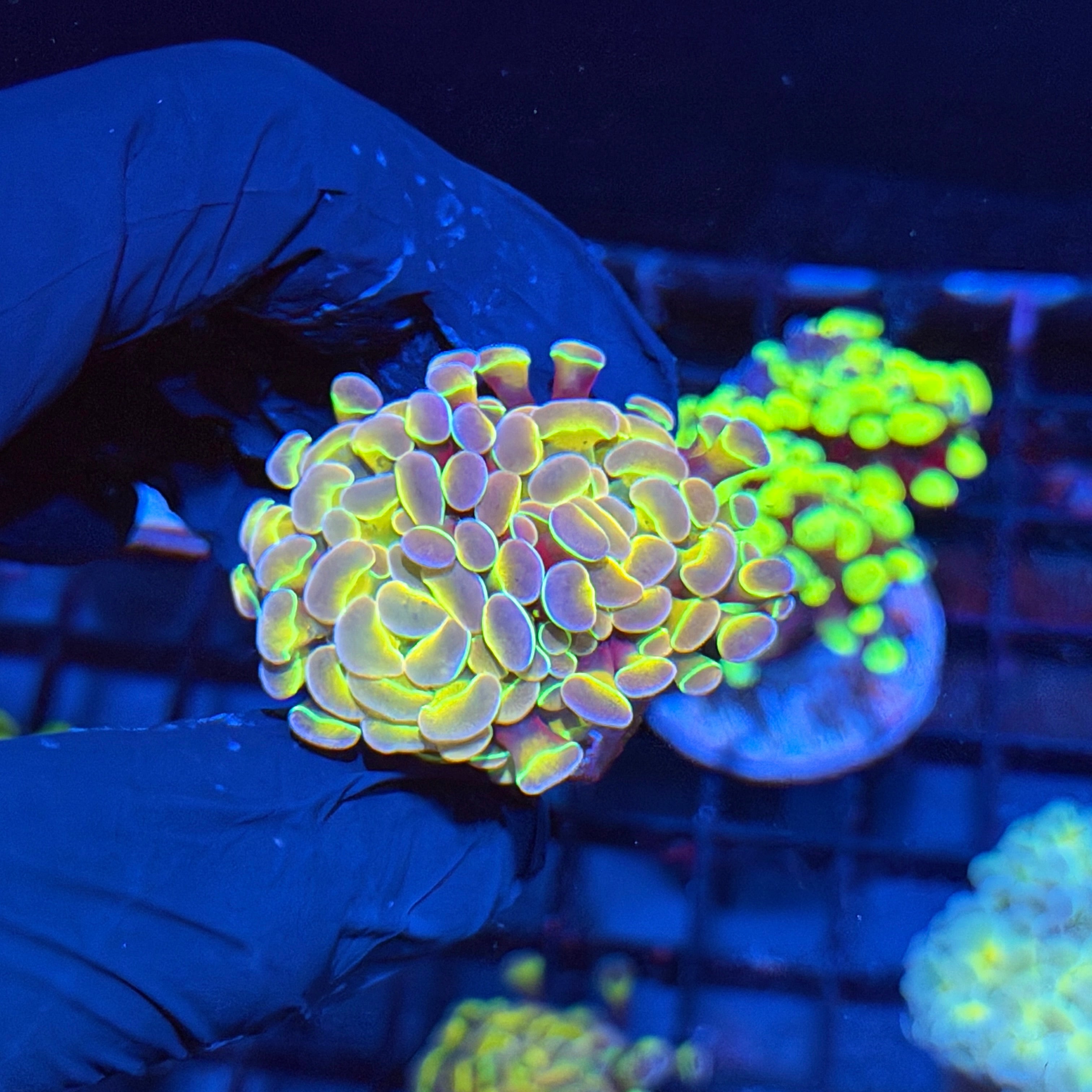 Jay's Exotic Corals