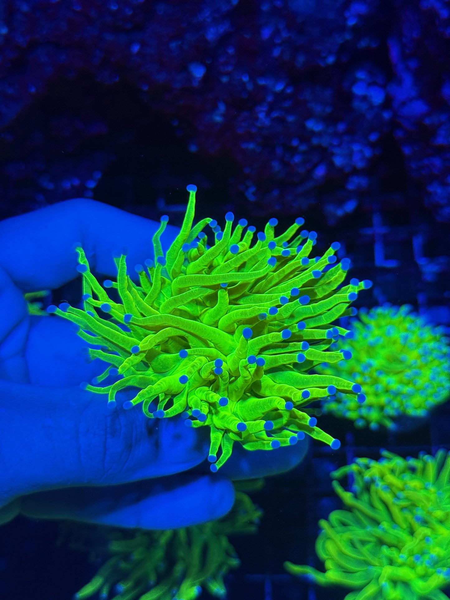 Jay's Exotic Coral Auctions