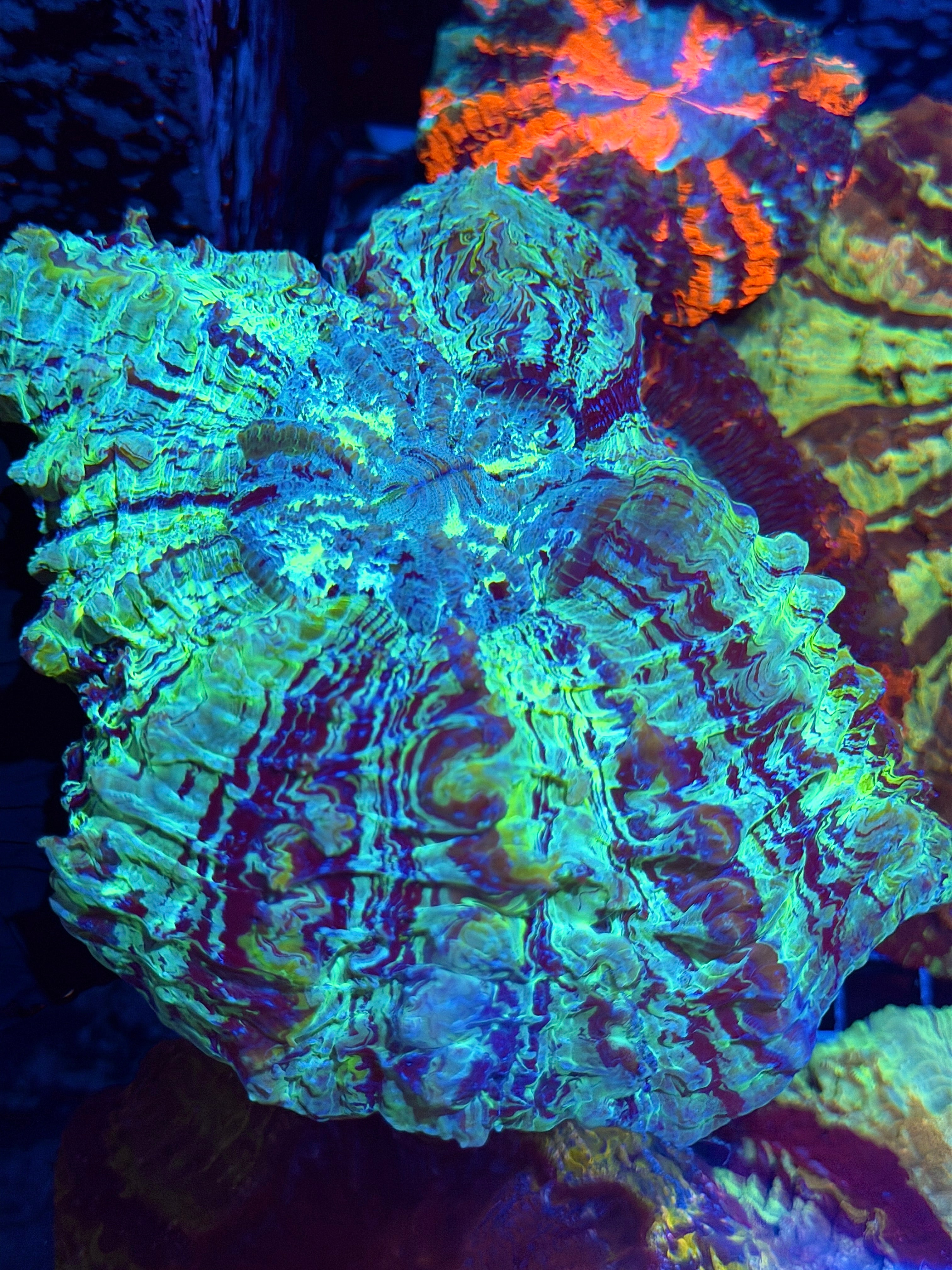 Insane Striped Multicolor Acanthophyllia Meat Coral XXL 6/4