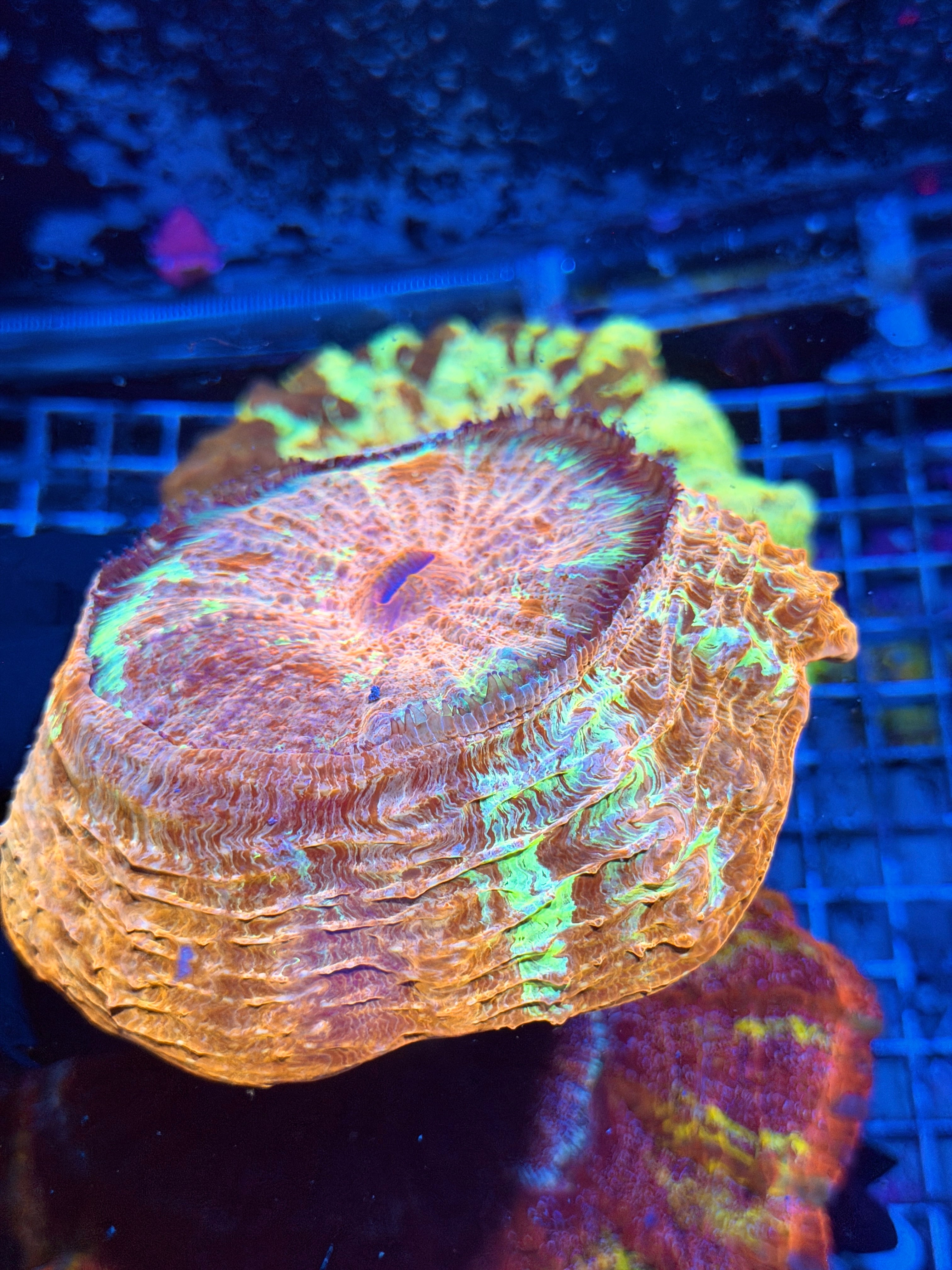 Unique Multicolor Acanthophyllia Meat Coral XL