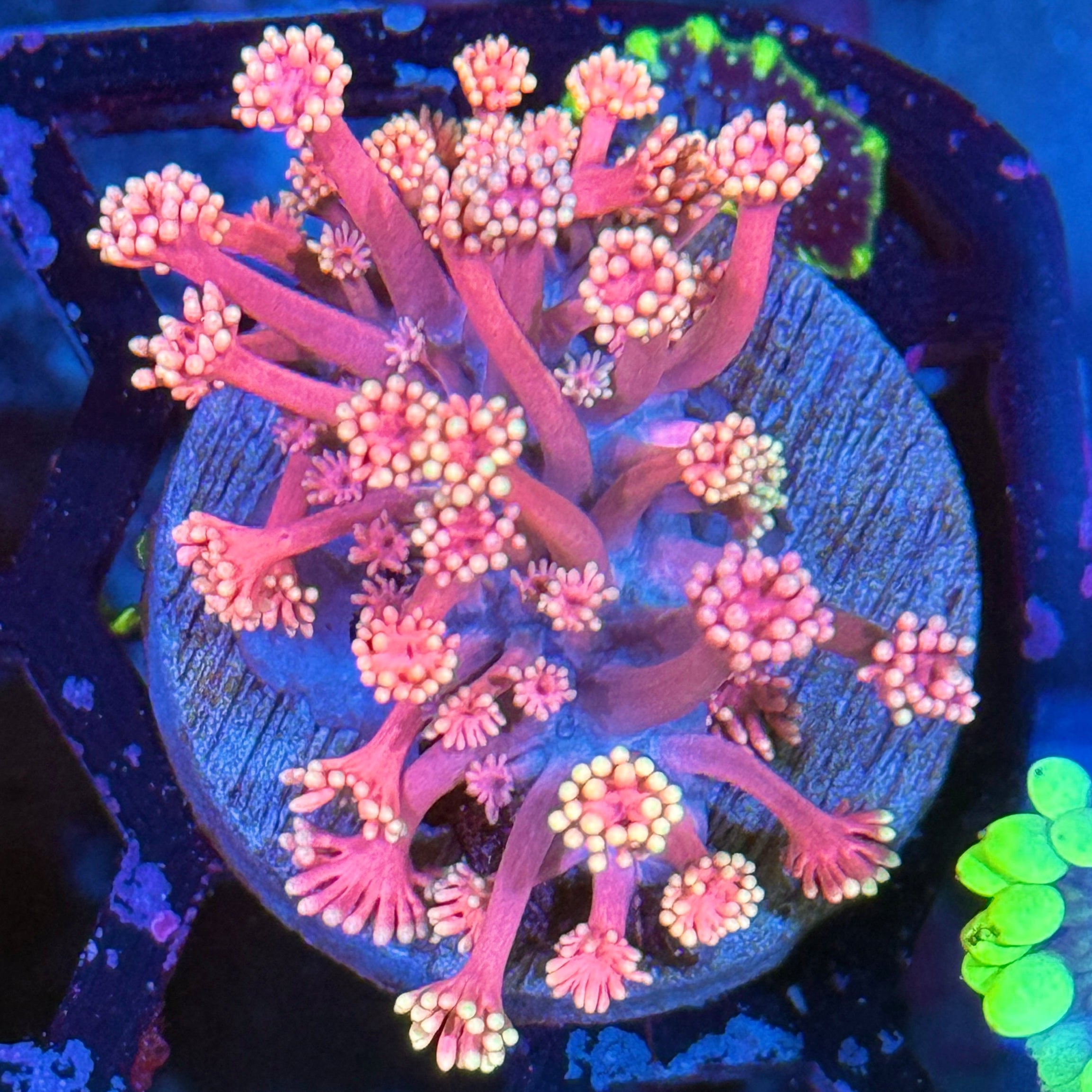 JEA Sakura Goniopora Coral XL 10/12