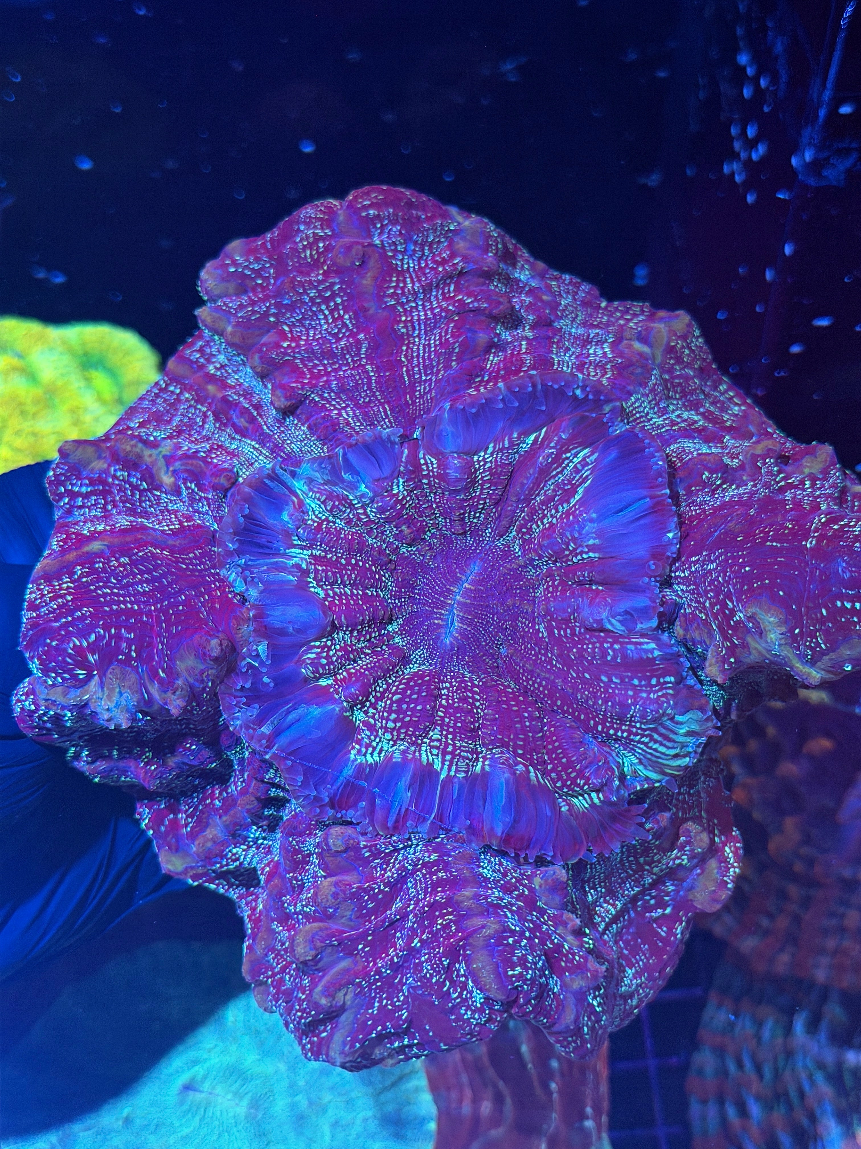 Glitter Acanthophyllia Meat Coral XL