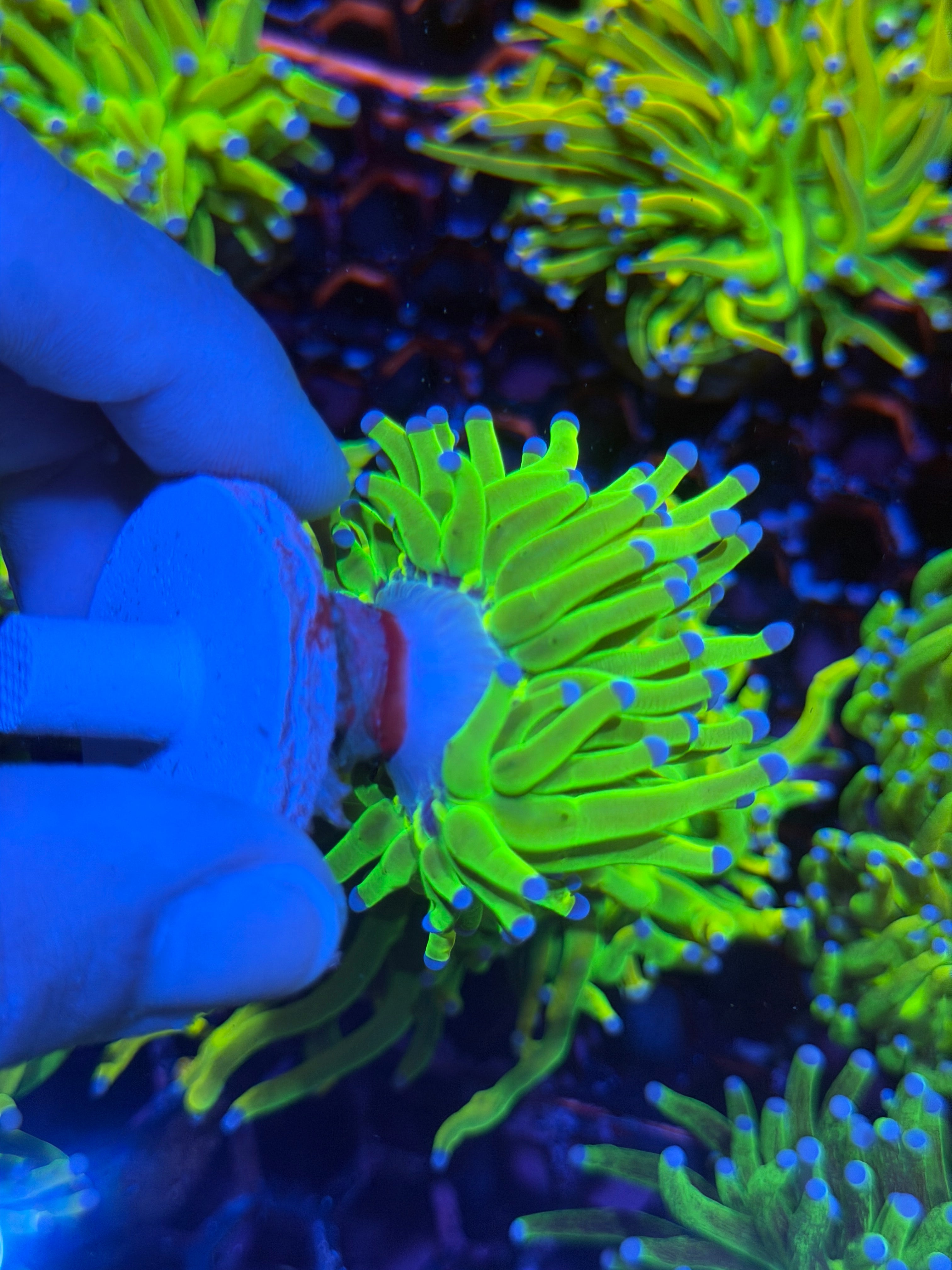 JEA Holy Grail Torch Coral 1 XL Head 11/28