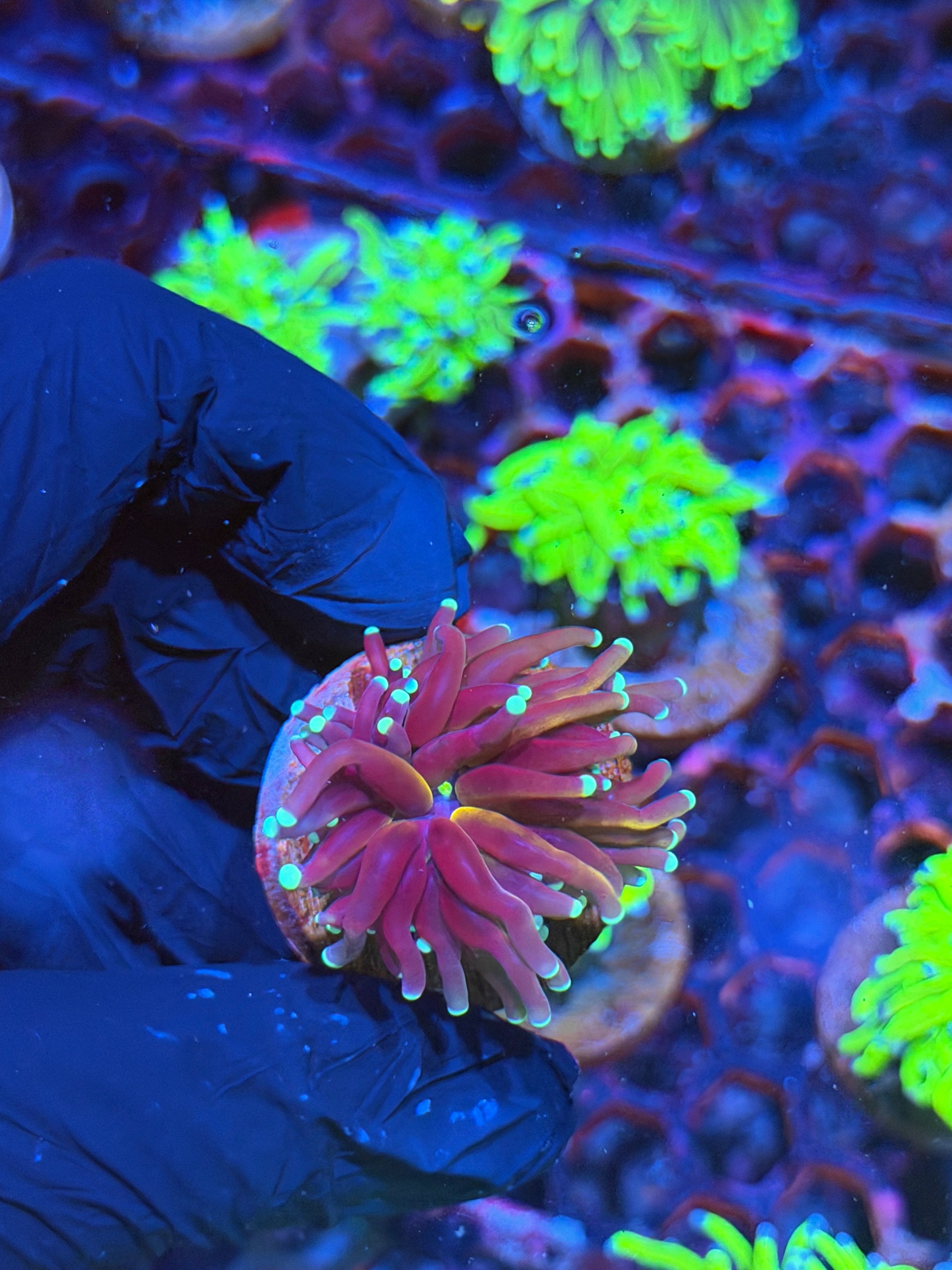 JEA Tiger 2.0 Torch Coral 1 XL Head 8/29