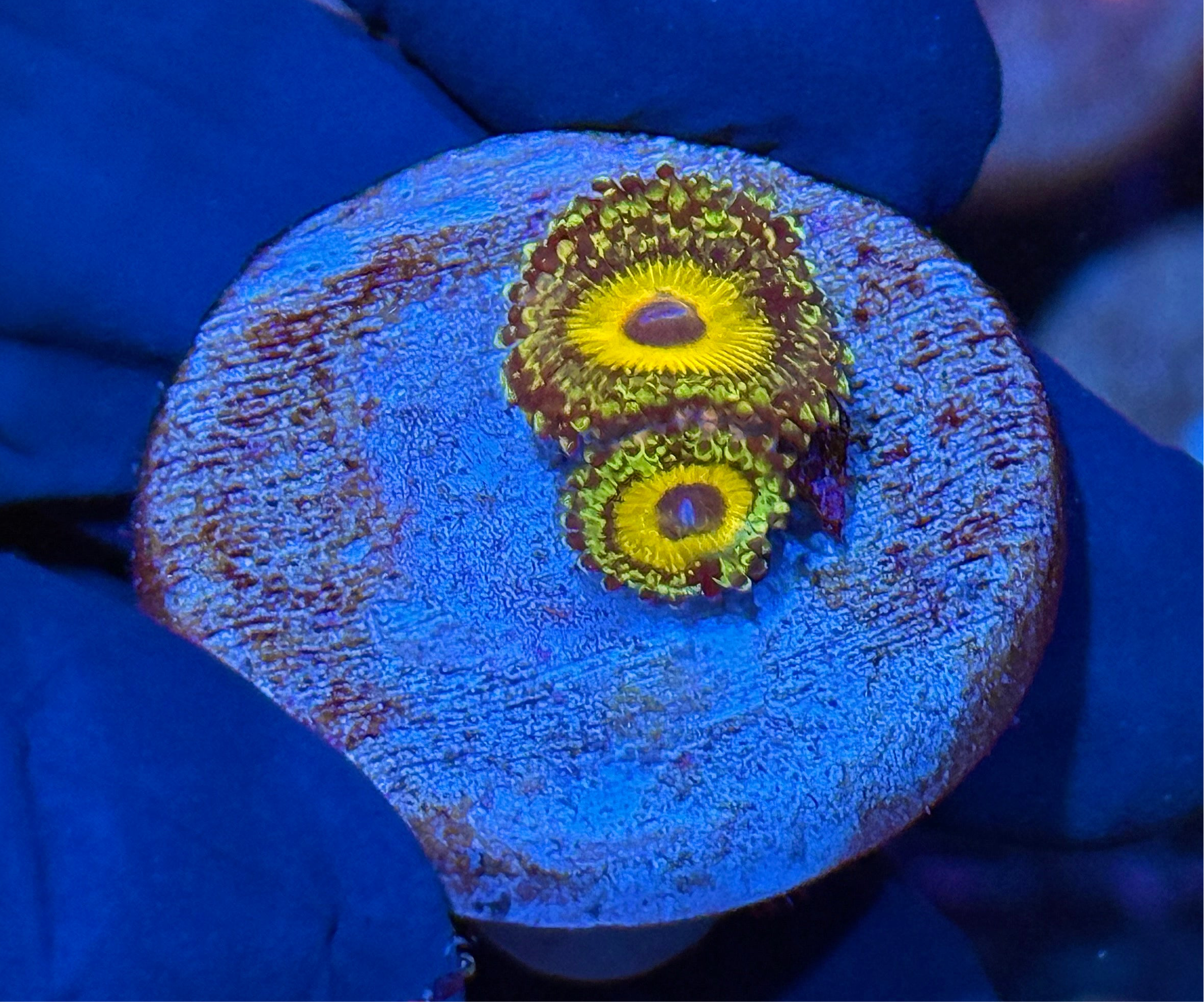 JEA Godbeast Zoanthid Coral 2 XL Polyps
