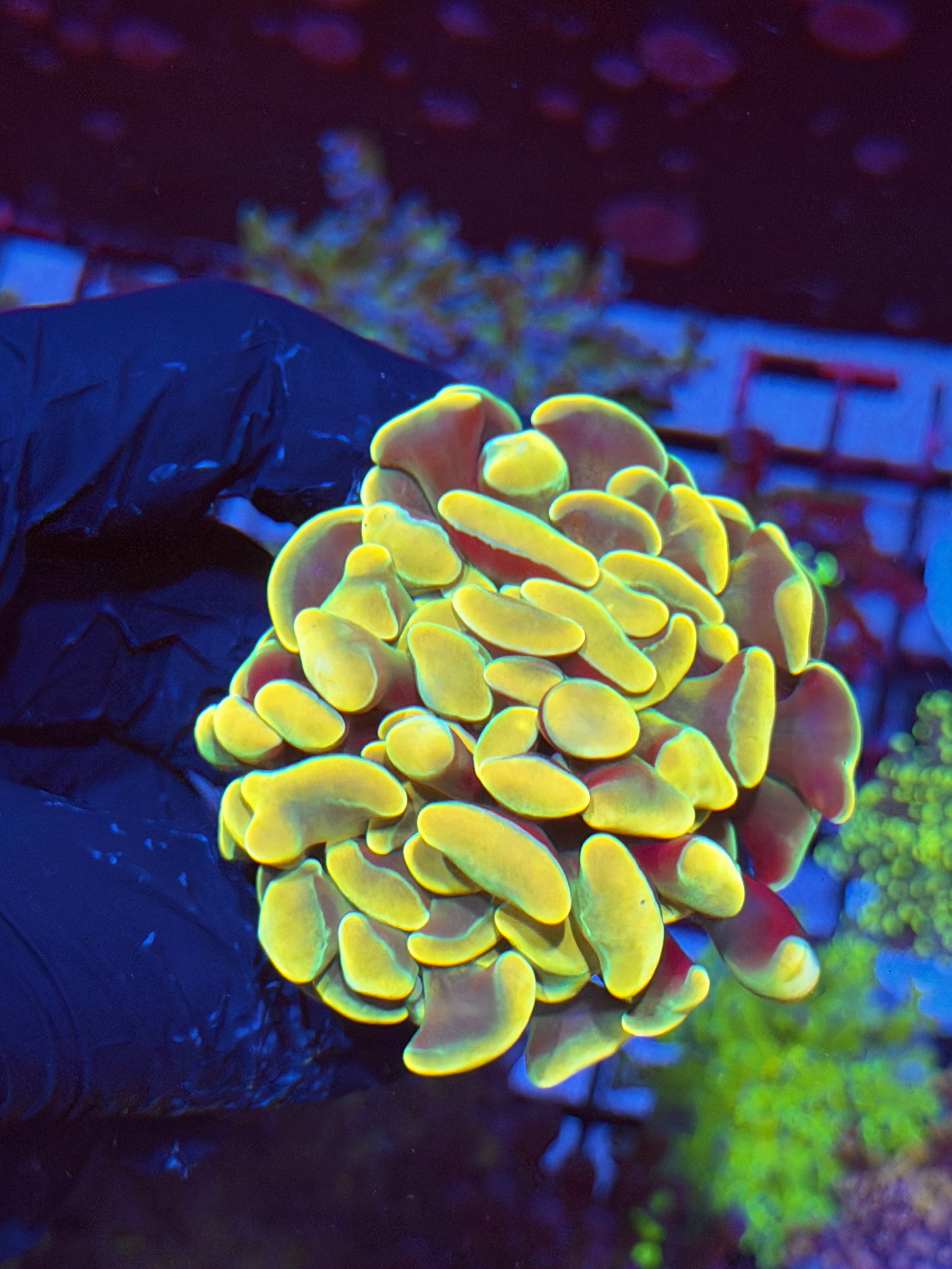 JEA Holy Mac Hammer Coral 1 XL Head Splitting 4/23