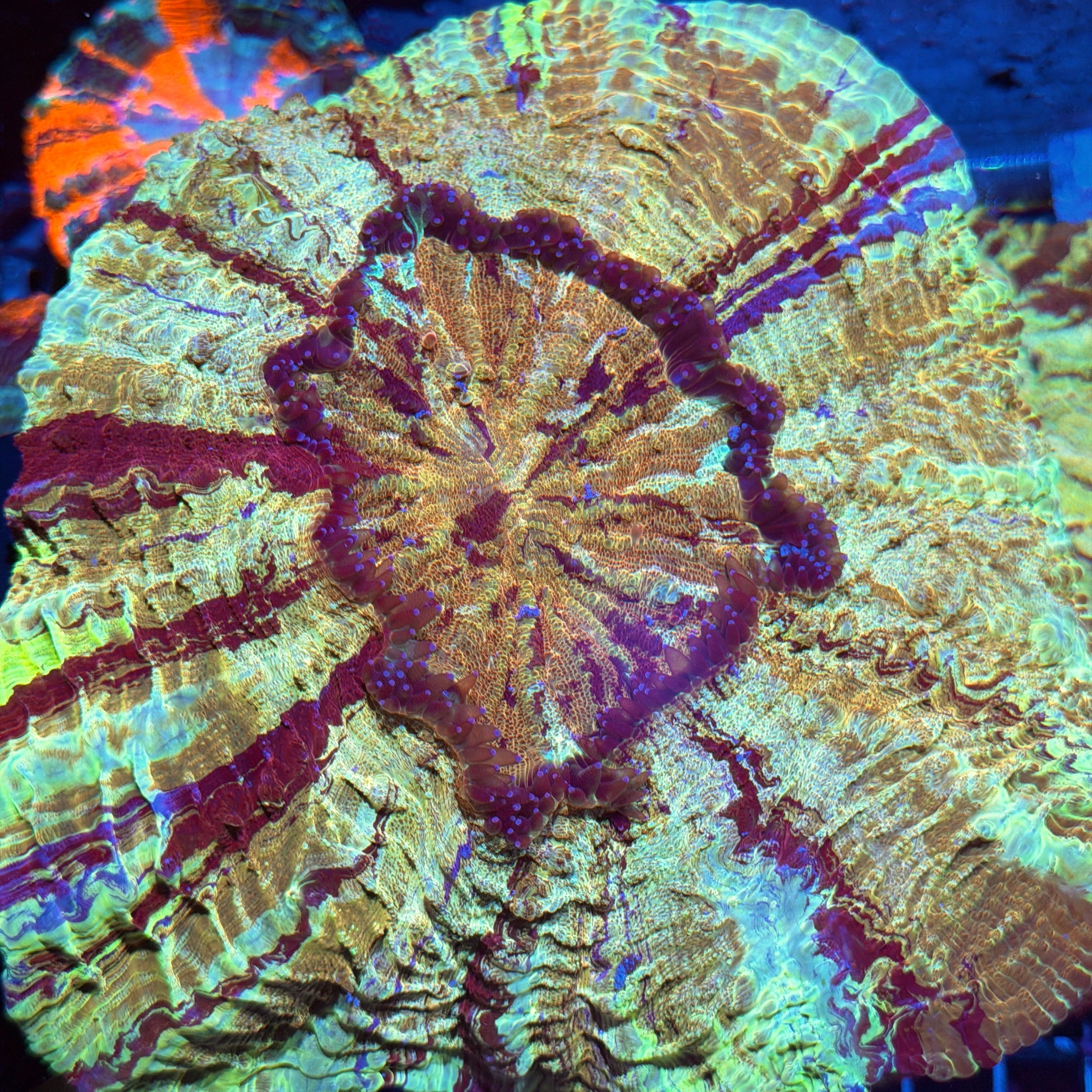Jay's Exotic Corals