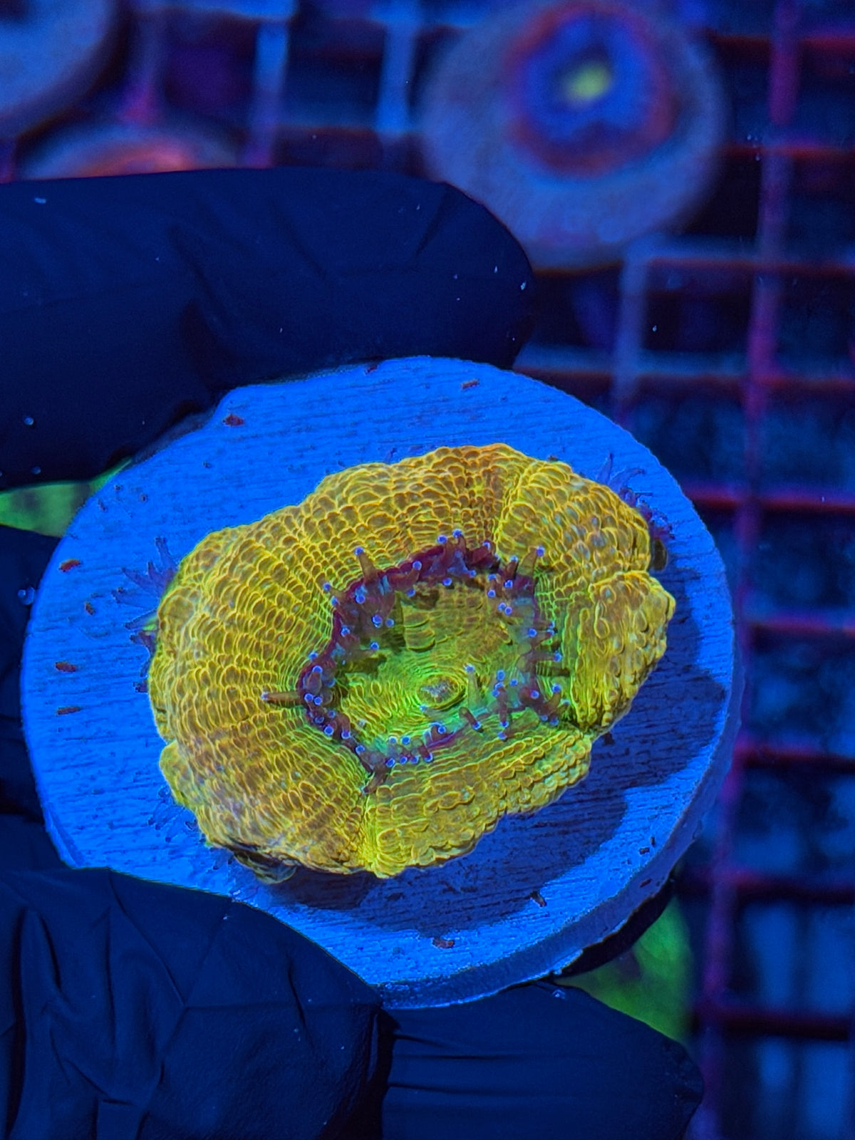 JEA Rainbow Canary Acan Bowerbanki Colony 5 Heads XXL Collectors Piece 9/22