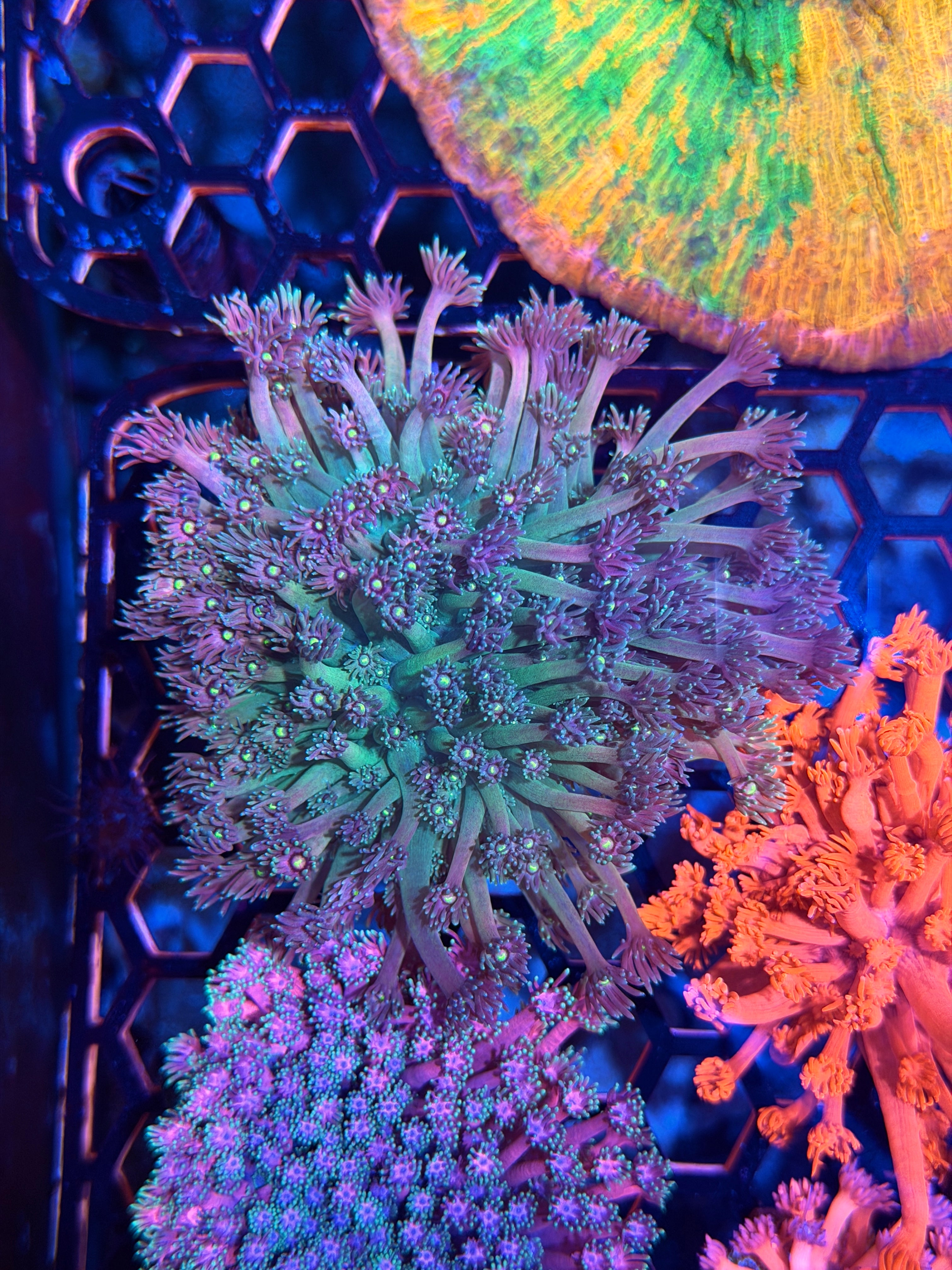 JEA Cotton Candy Goniopora Colony XXL