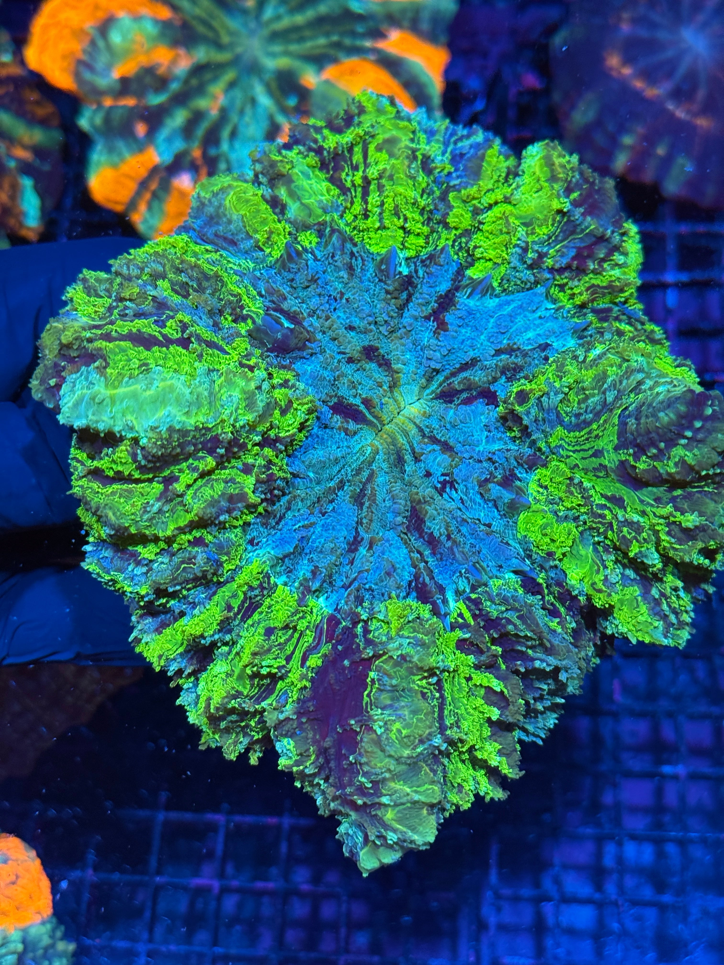 Insane BRIGHT Striped Acanthophyllia Coral XL Show Piece 10/12