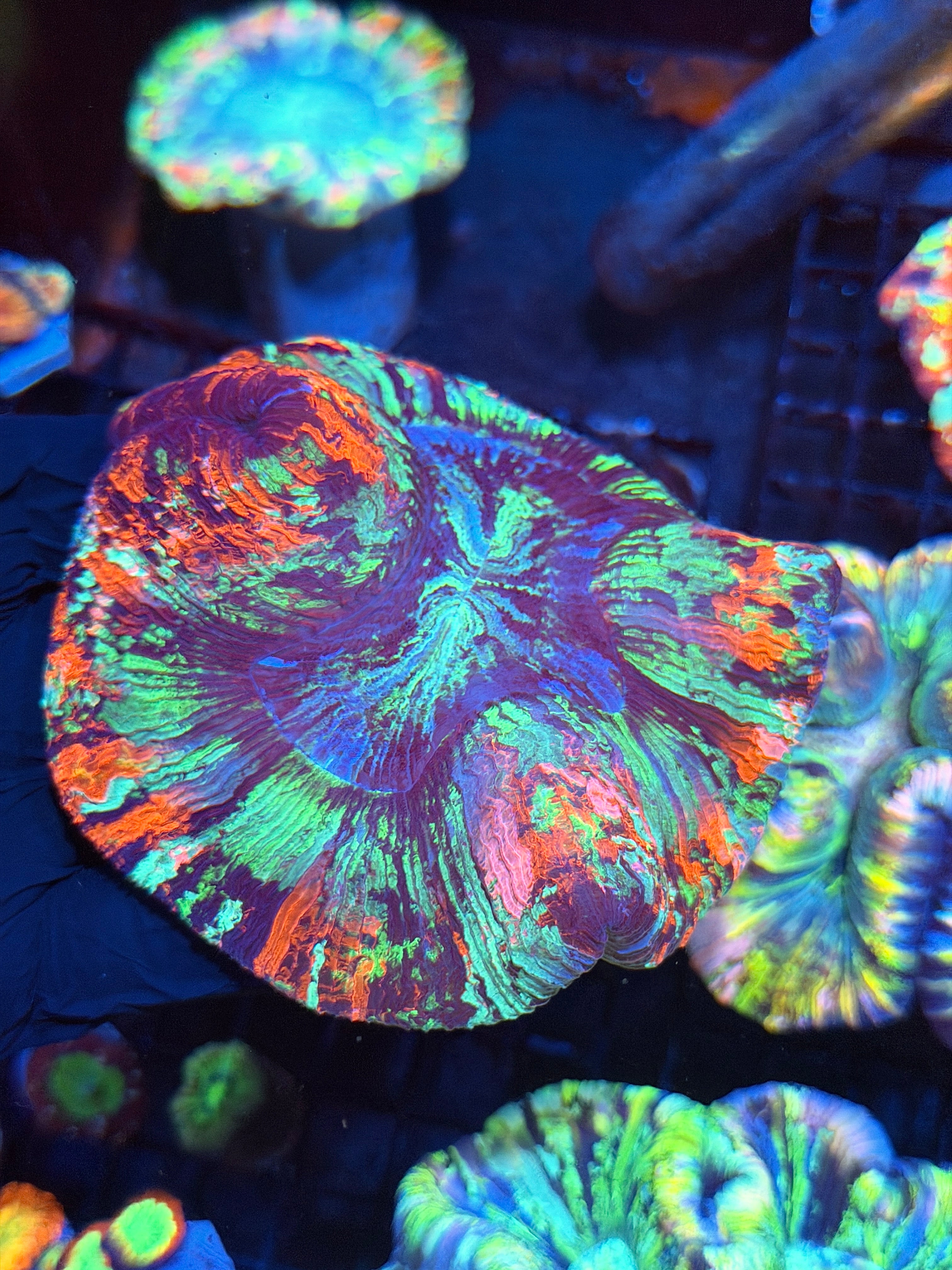 Rainbow Splatter Trachyphyllia Meat Coral XL