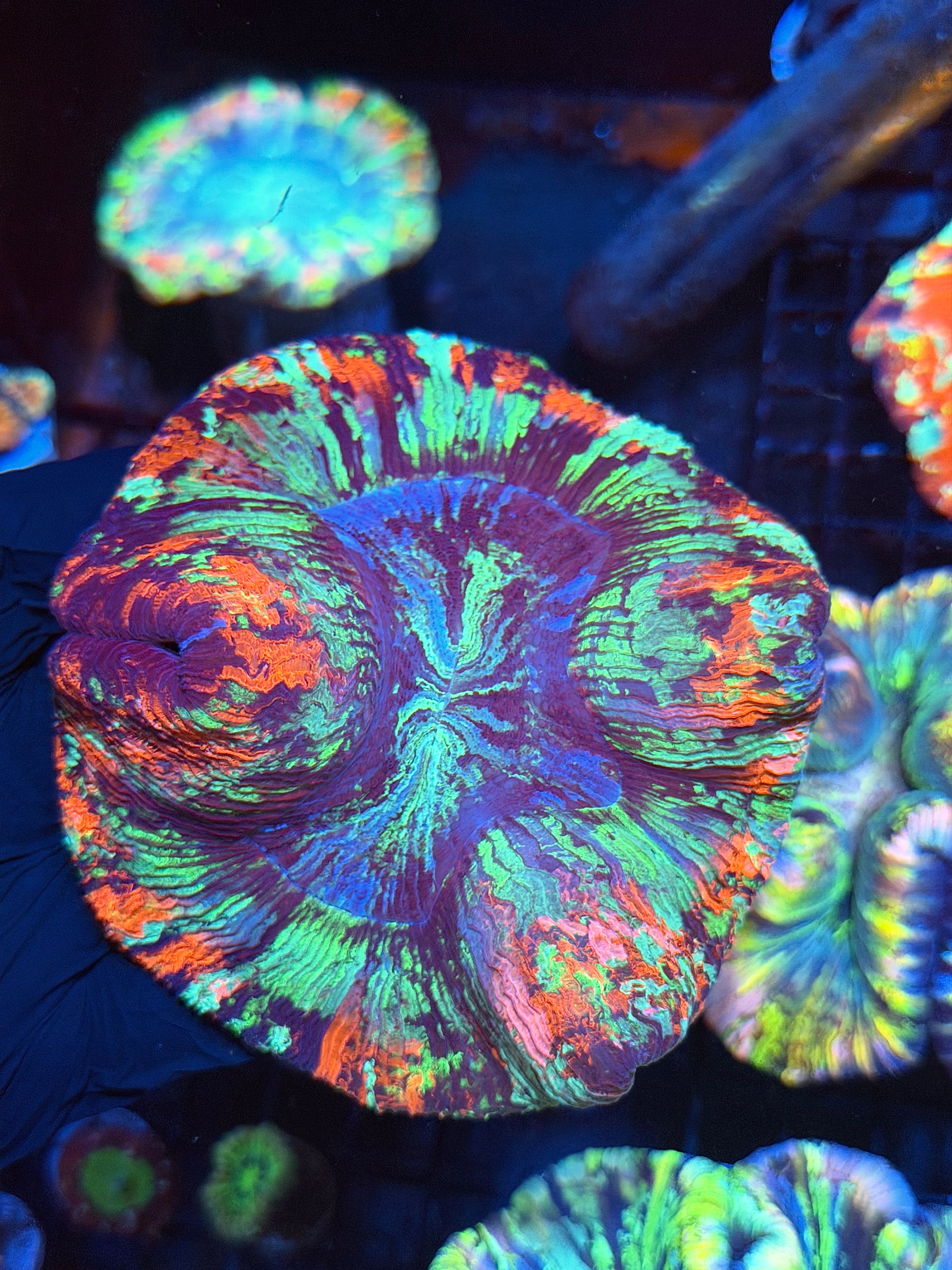 Rainbow Splatter Trachyphyllia Meat Coral XL