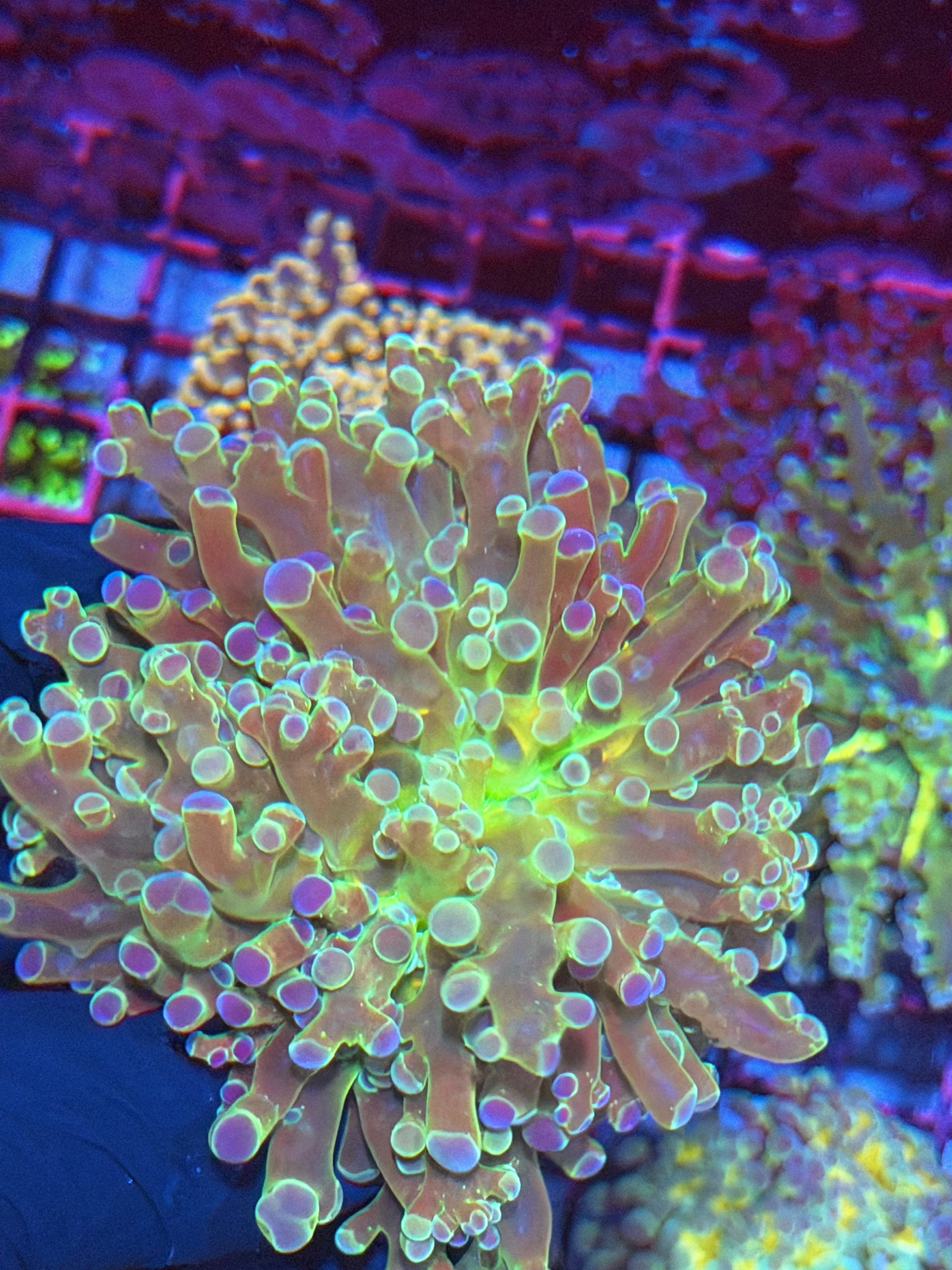 JEA Holy Relic Frogspawn Coral Splitting to 2 Heads XXXL 8/12