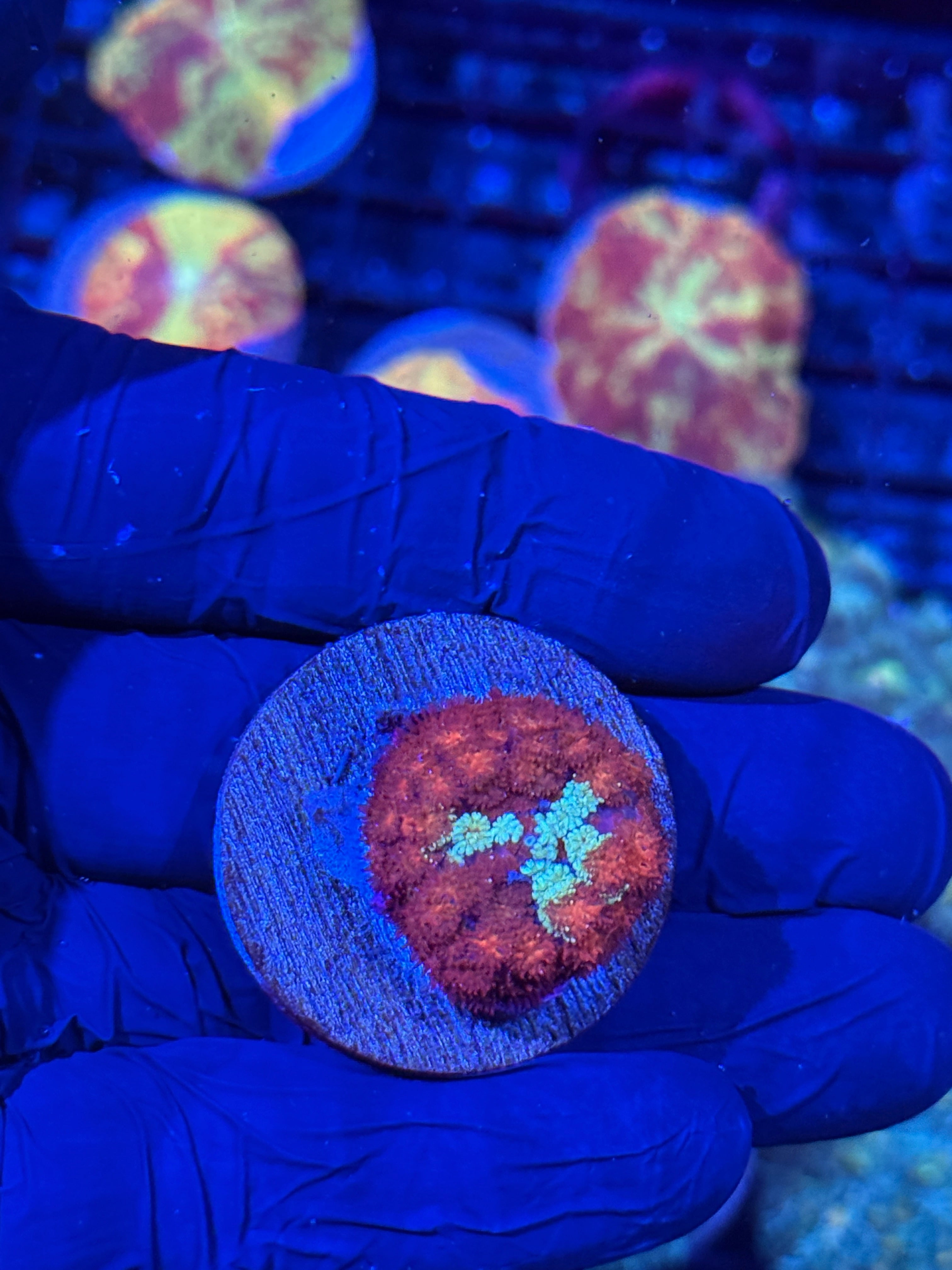 JEA Daredevil Pincushion Mushroom Coral 7/2