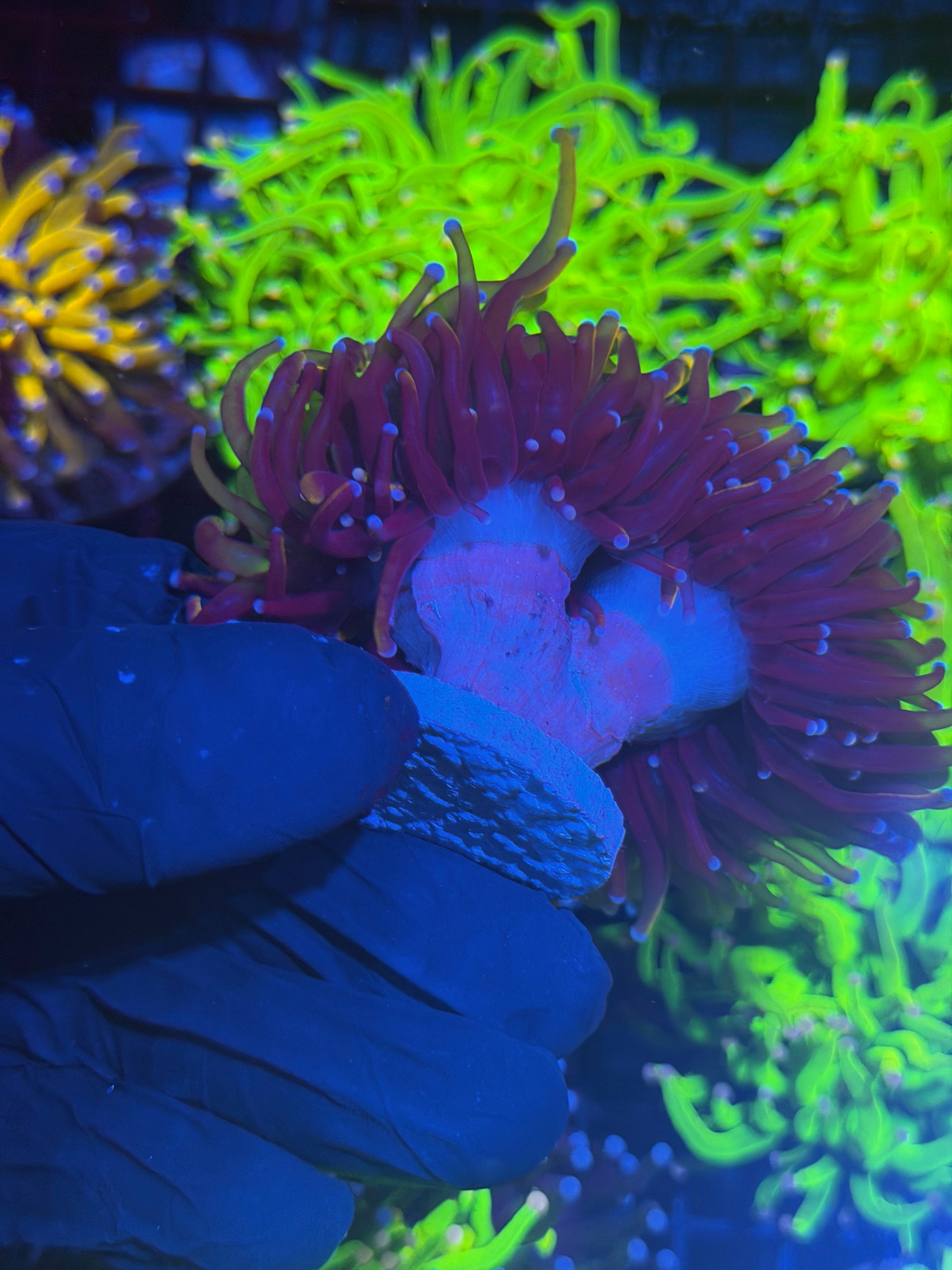 JEA Orange Peel Torch Coral Mini Colony 4 Heads Splitting XXXL