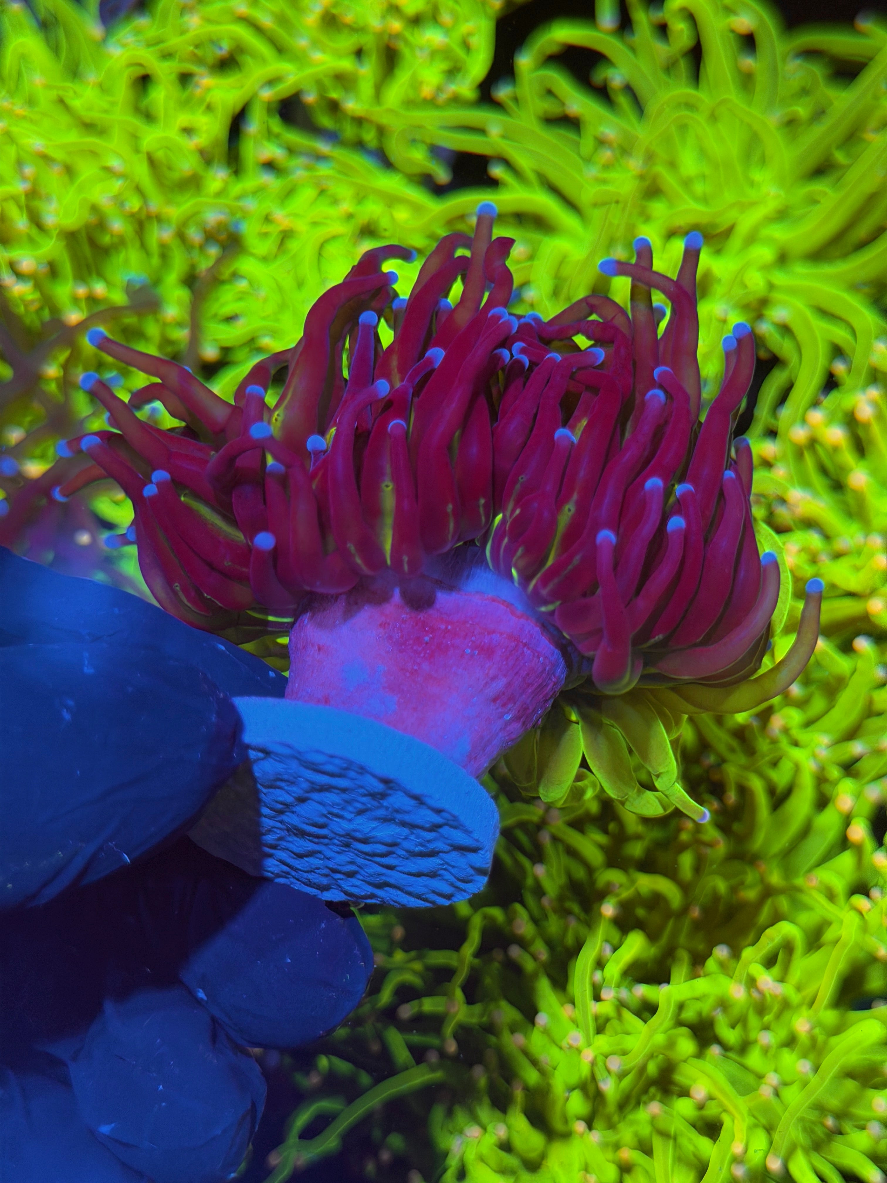 JEA Grafted Holy Grail Torch Coral 2 XL Heads RARE 7/15