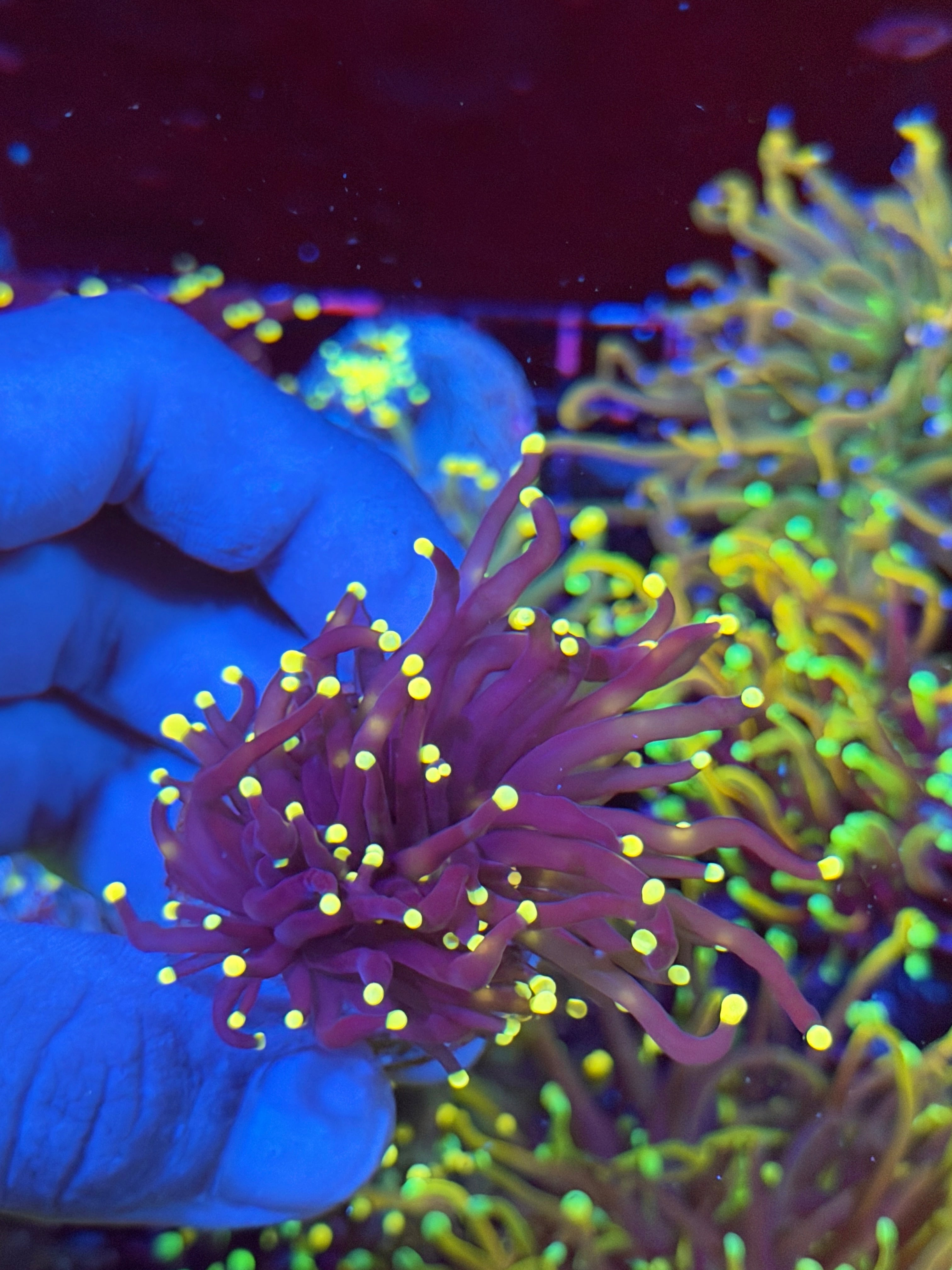 JEA Joker Torch Coral Splitting 2 Heads XL