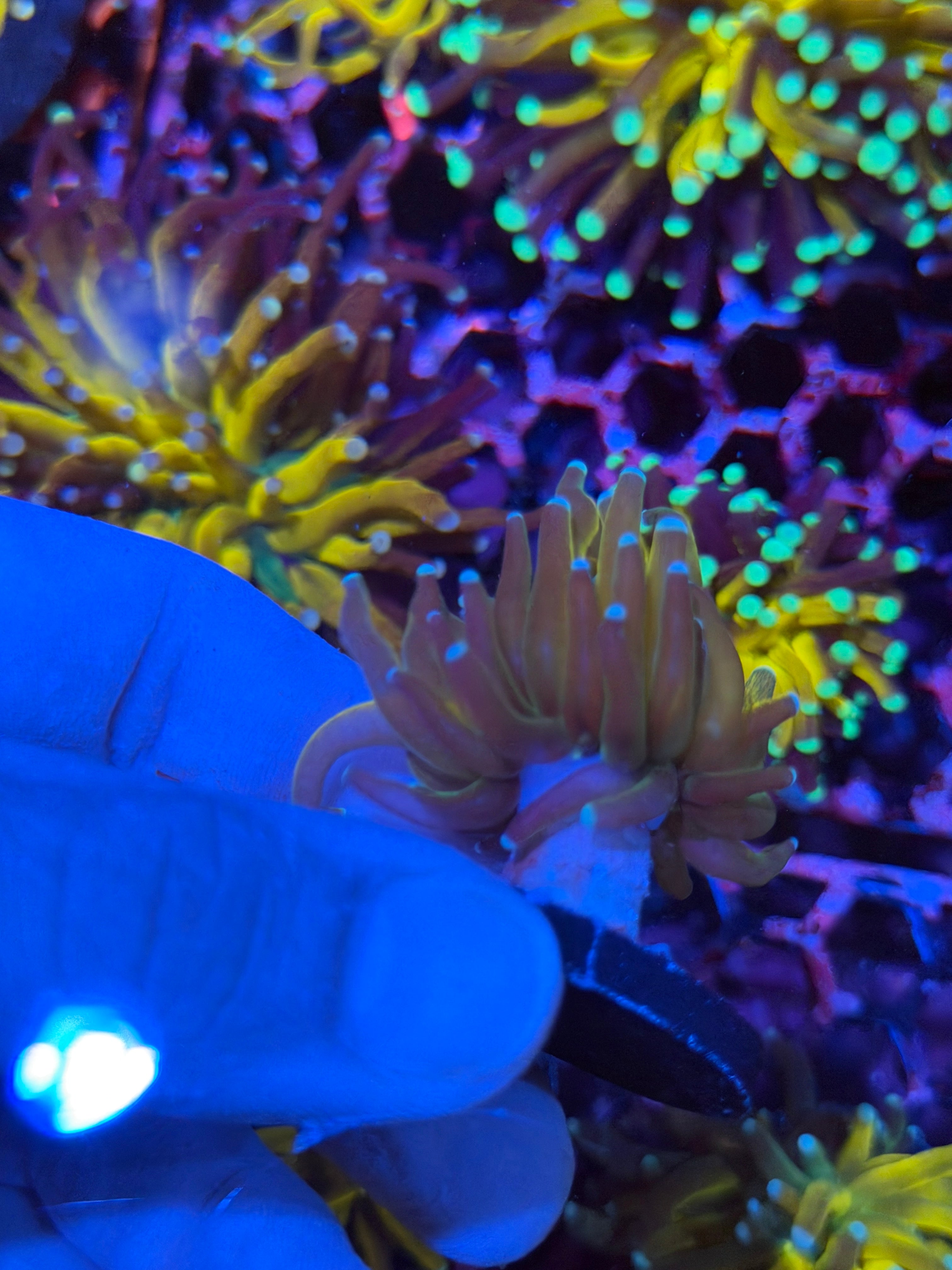 JEA Tiger 2.0 Torch Coral 1 XL Head 3/4