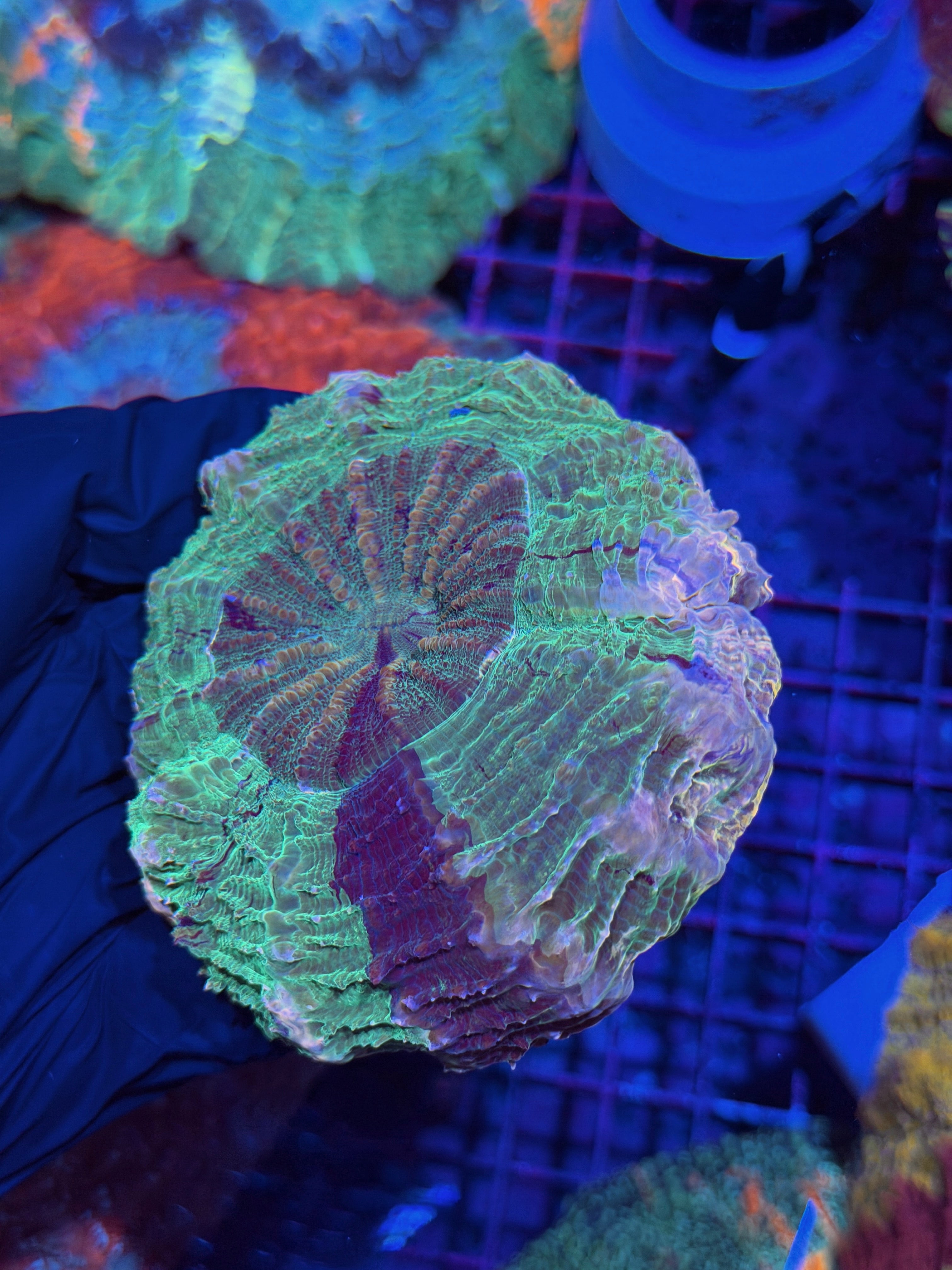 Insane Pink Rim Acanthophyllia Meat Coral 3/24