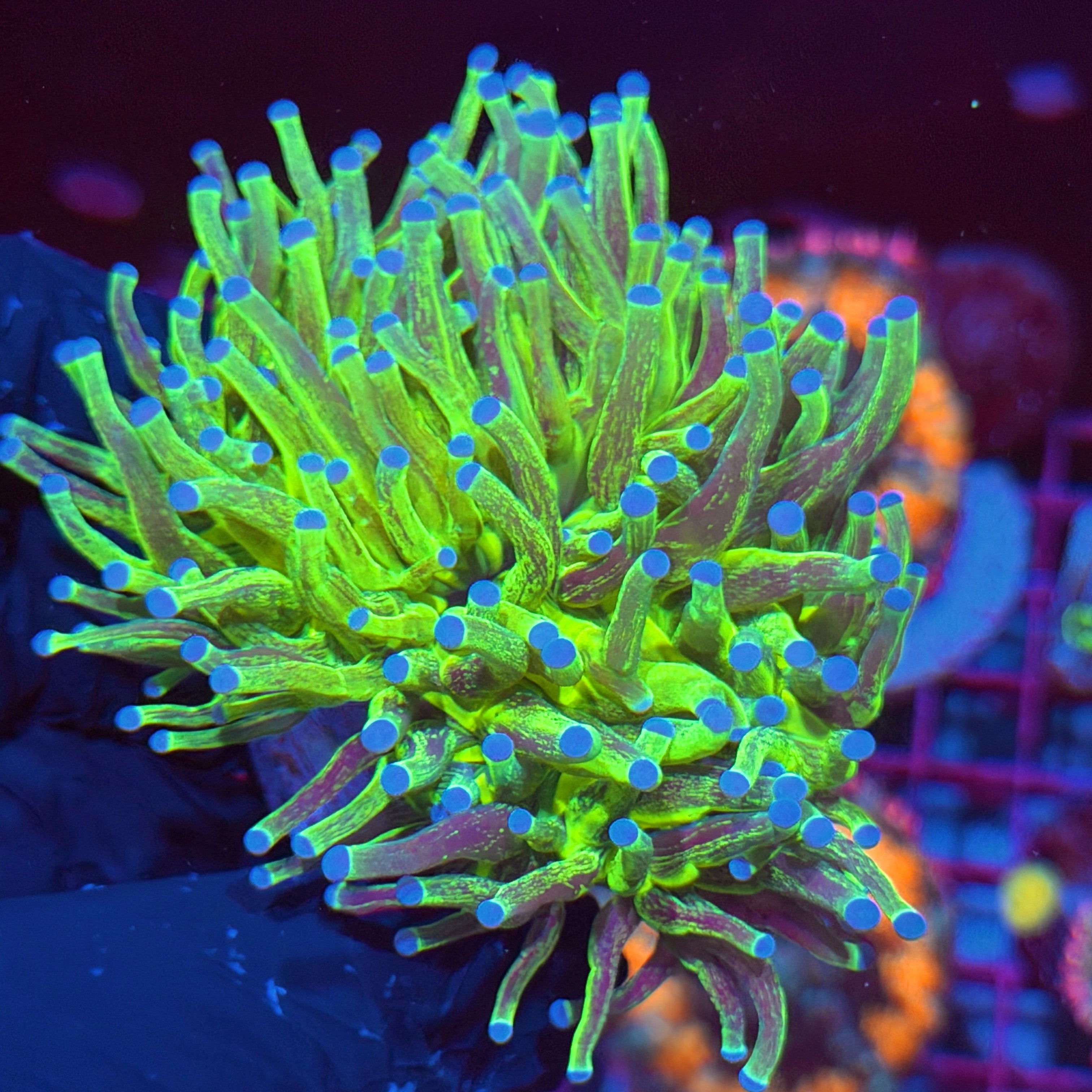 JEA Grafted Holy Grail Torch Coral 2 XXL Heads 6/3