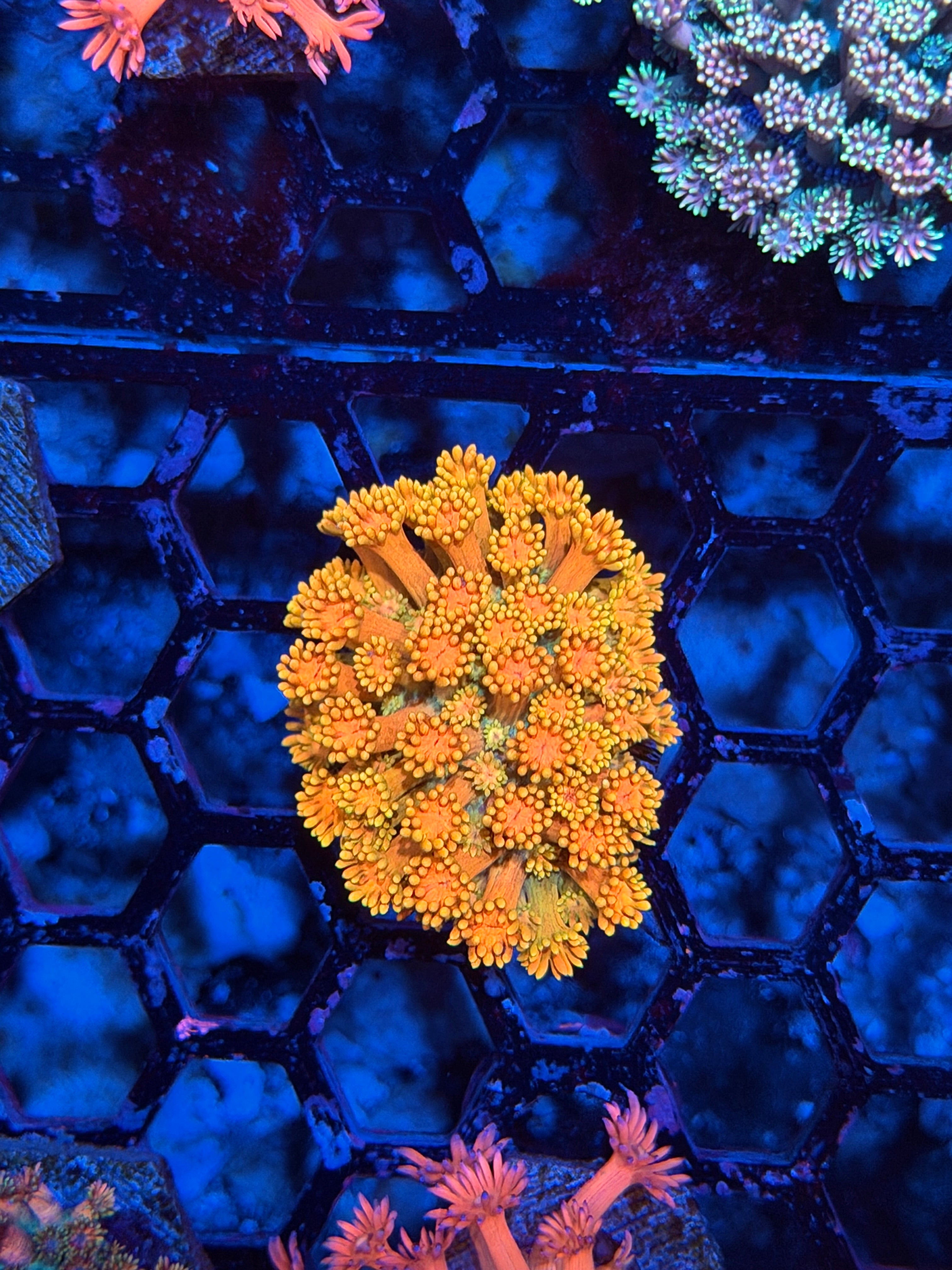 JEA Sugar Cookie Goniopora Coral