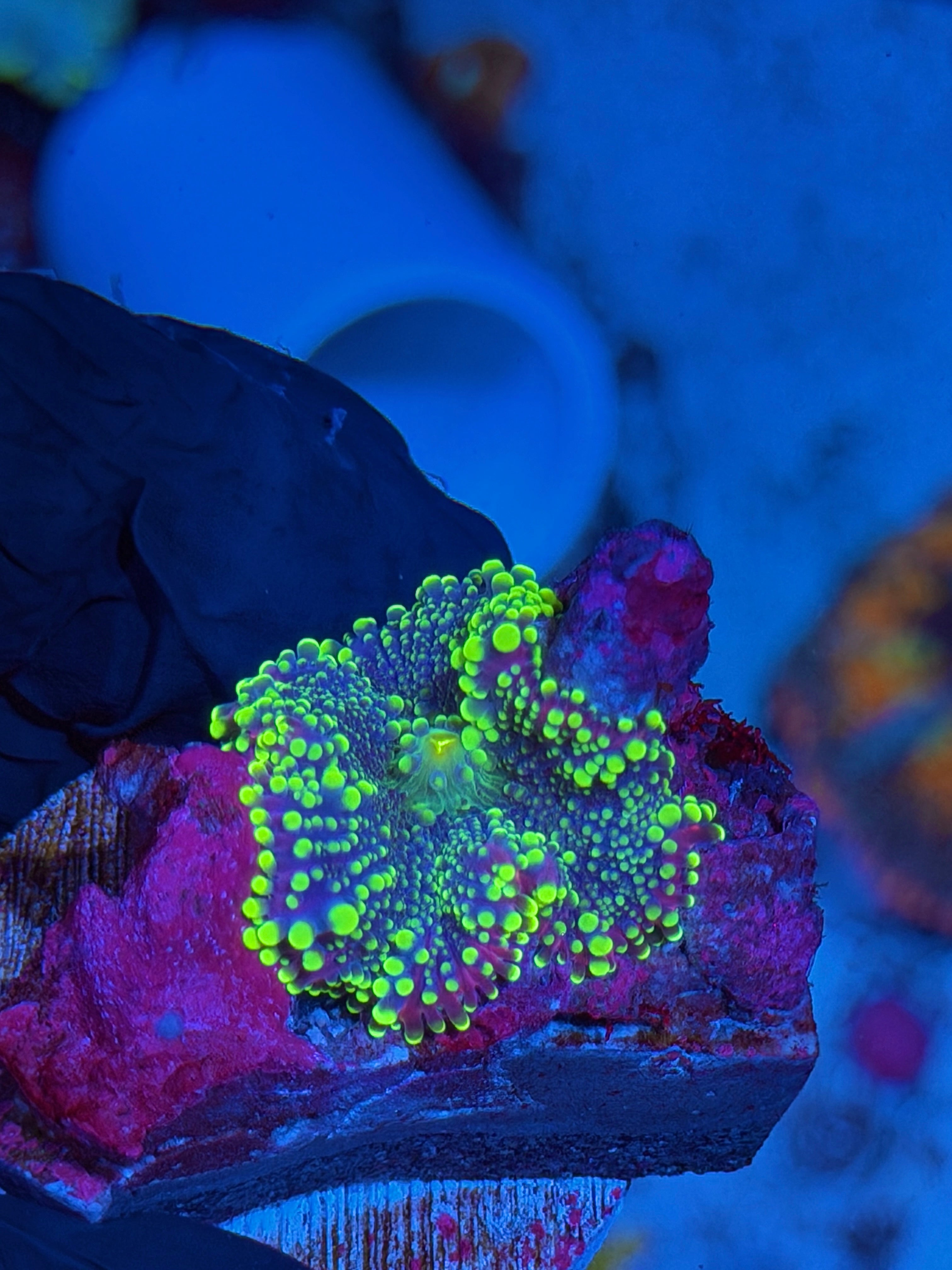 JEA Rainbow Plasma Yuma Mushroom Coral