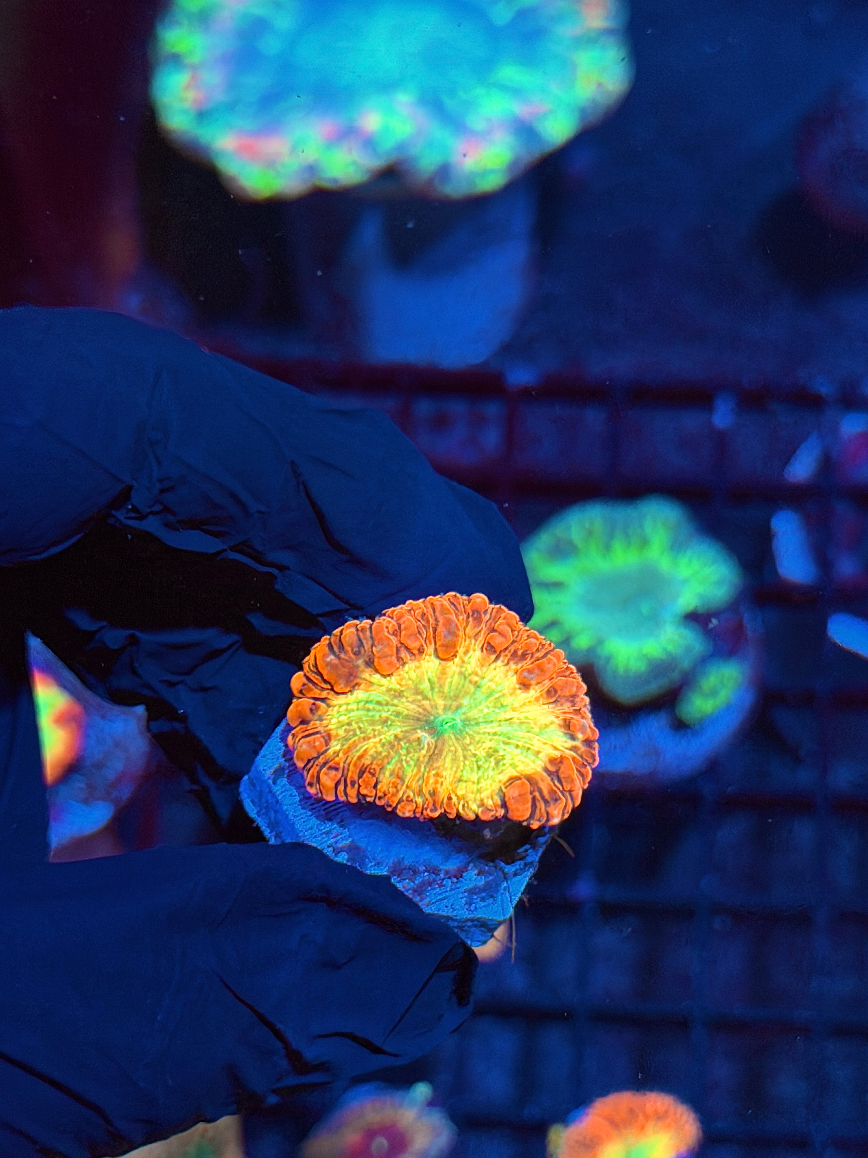 JEA Bloodlust Blastomussa Coral