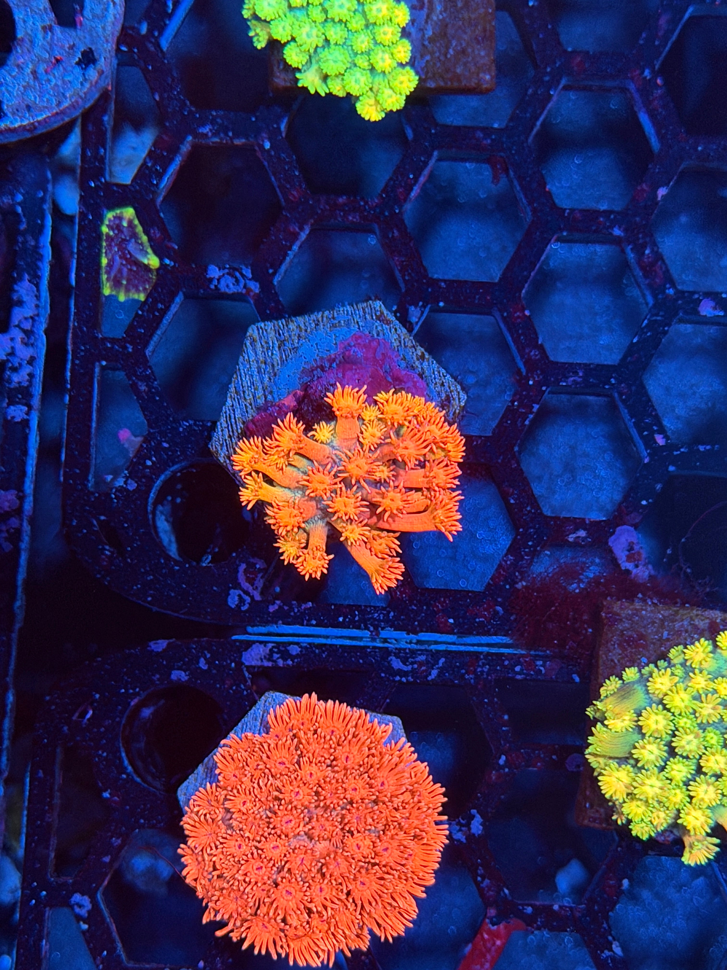 JEA Solar Blast Goniopora Coral