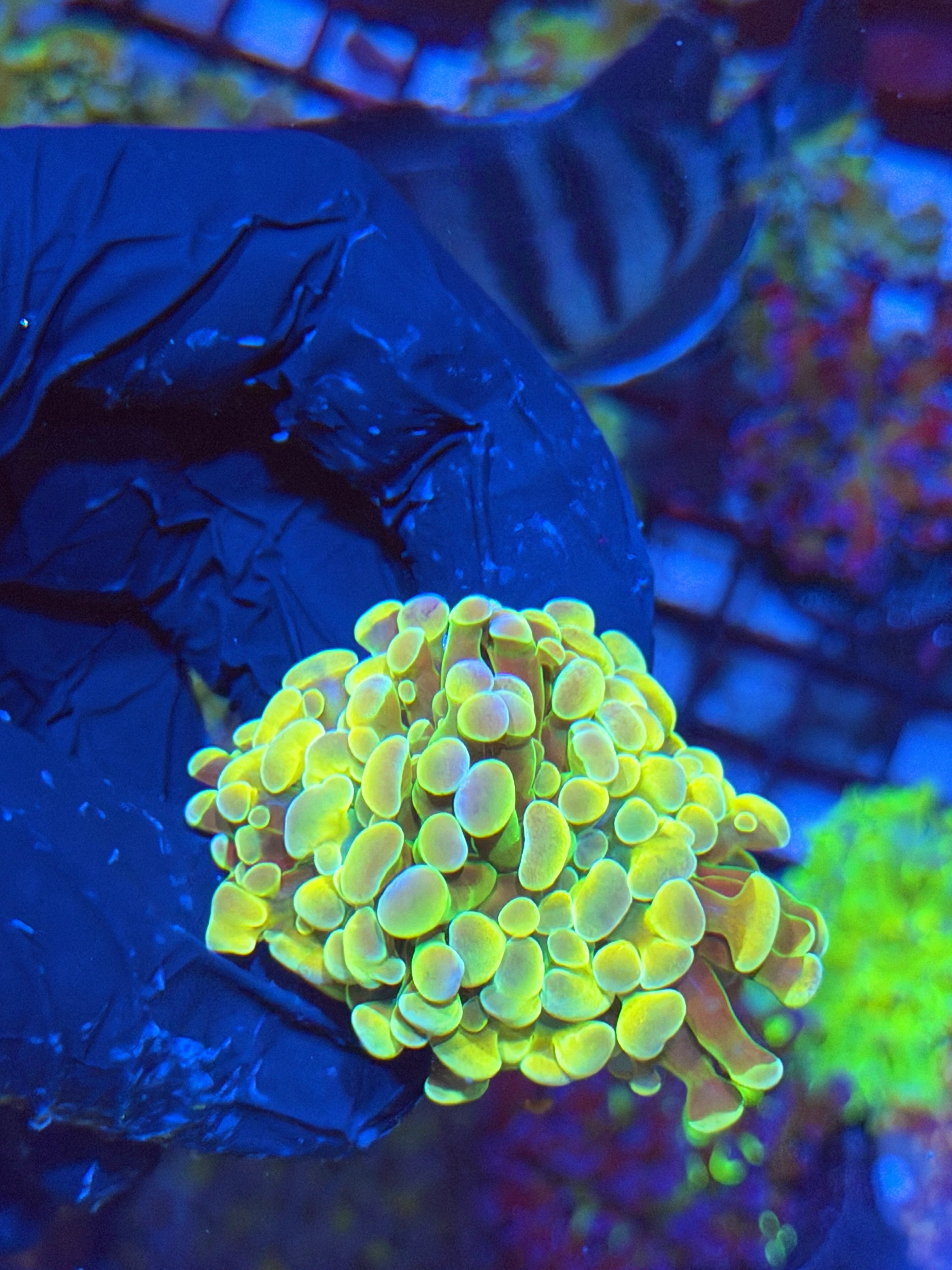 JEA Rainbow Dreams Hammer Coral 2 Heads Splitting XL 4/24