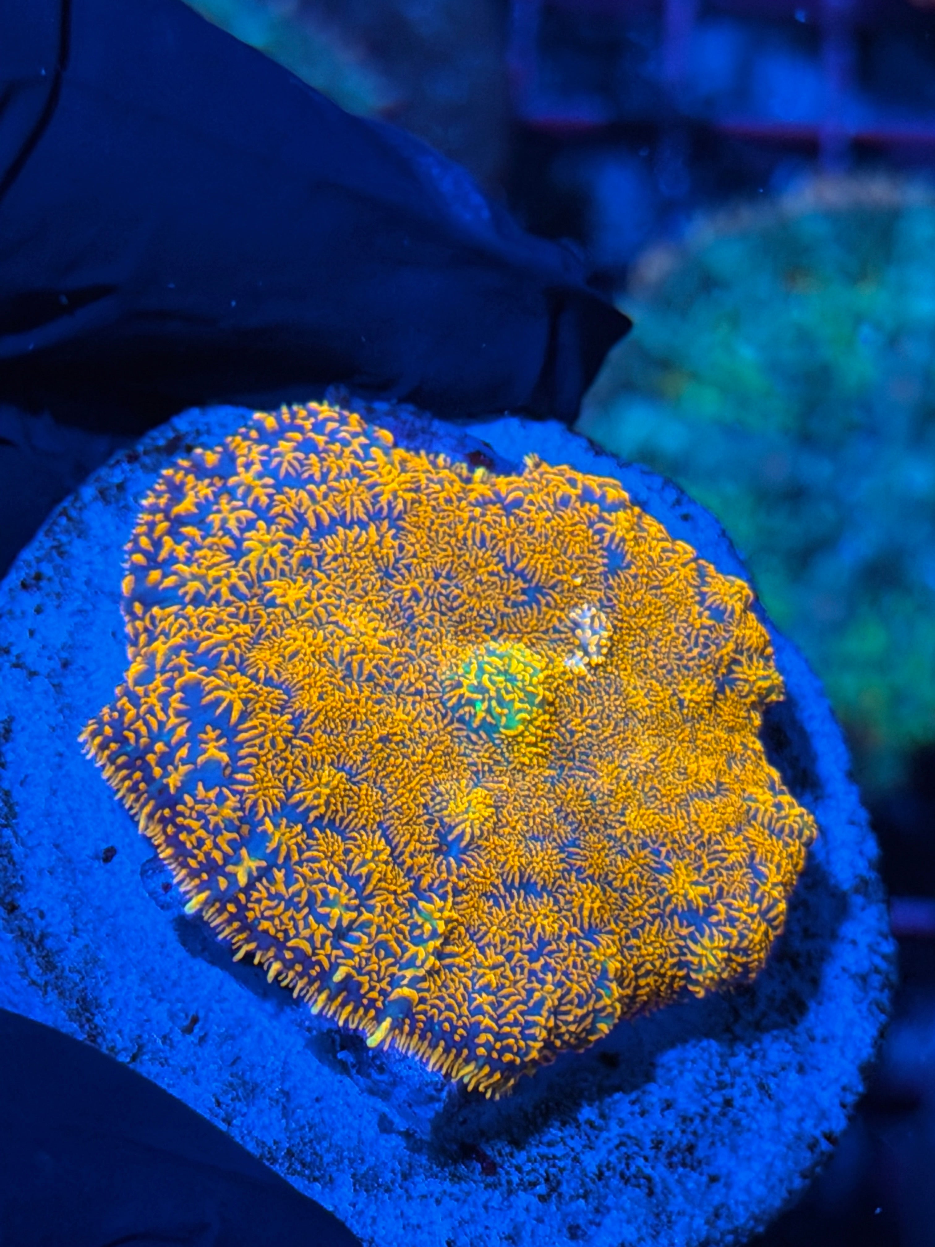 JEA Fire Storm Mushroom Coral XL 2” 2/17