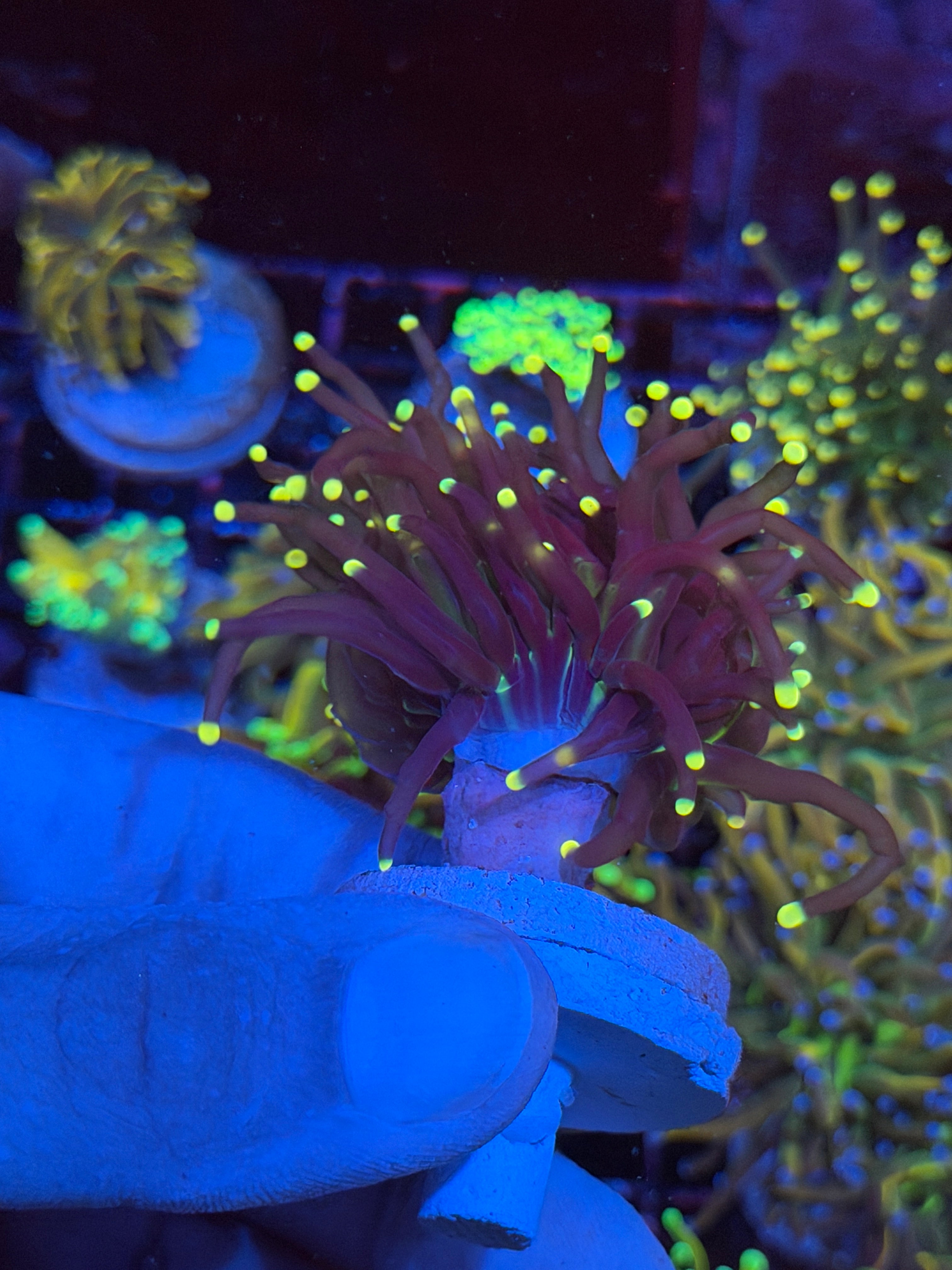 JEA Joker Torch Coral 1 Head XL