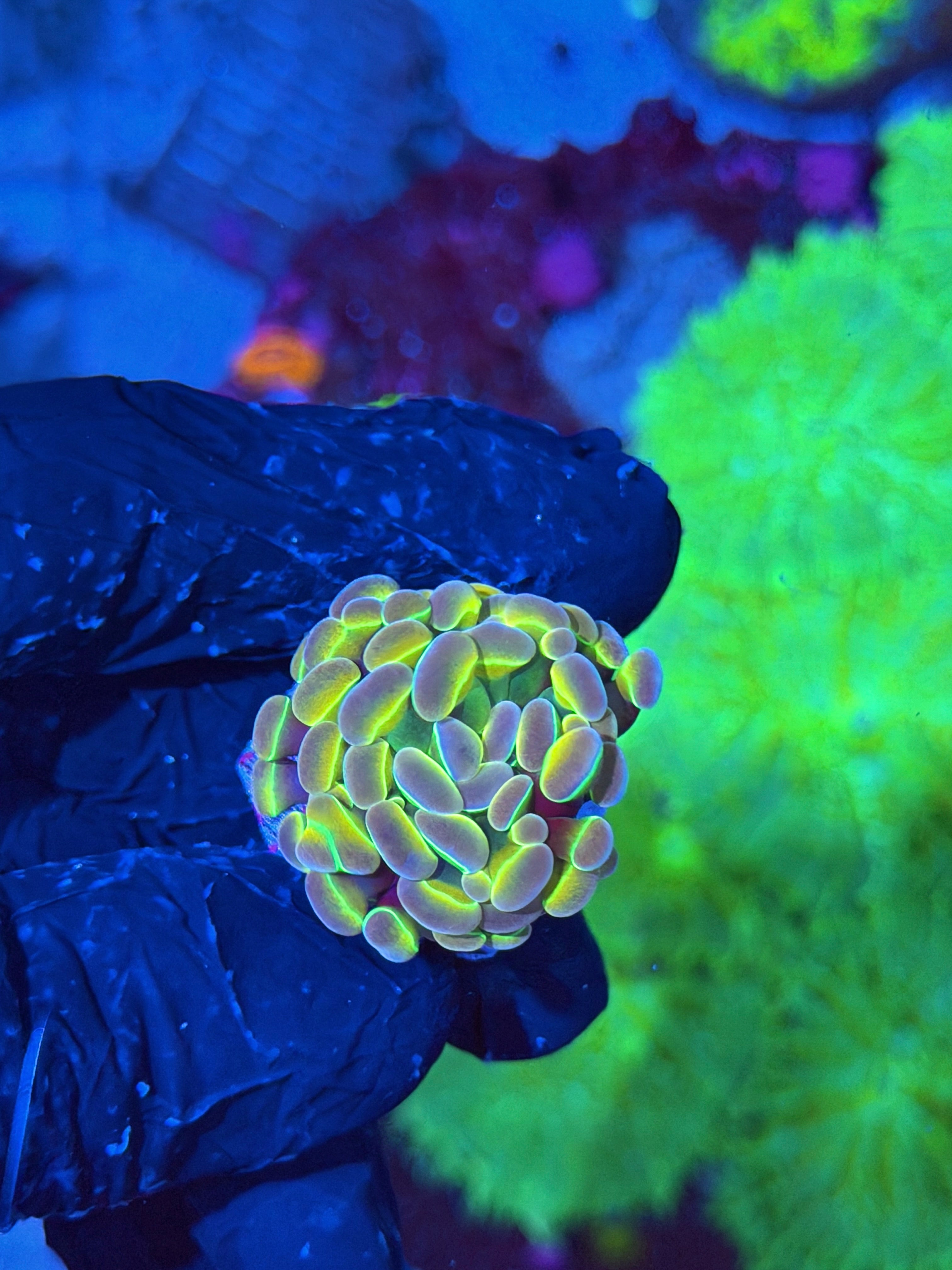 JEA Rainbow Dreams Hammer Coral 1 XL Head