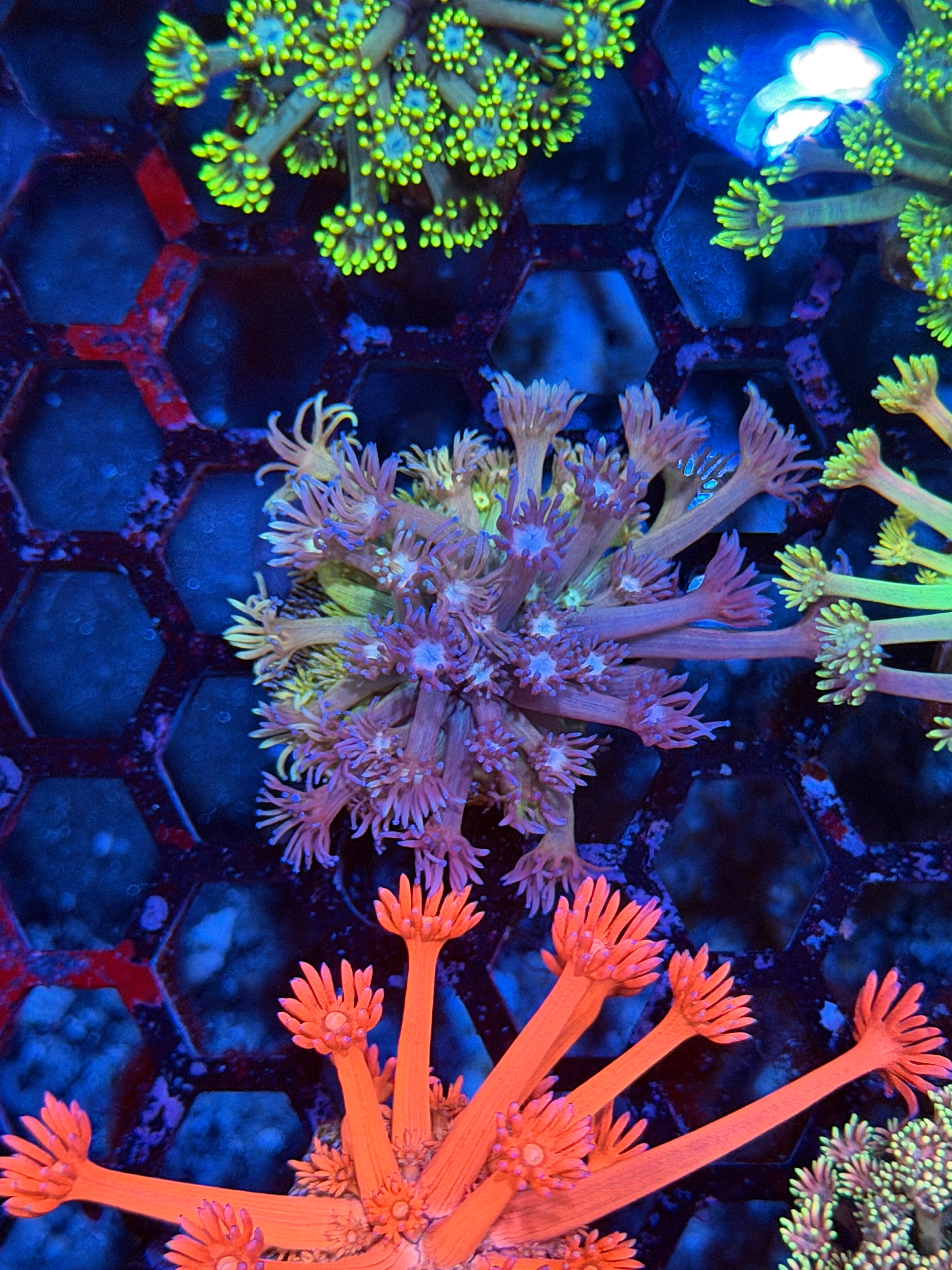 JEA Rainbow Confetti Goniopora Coral