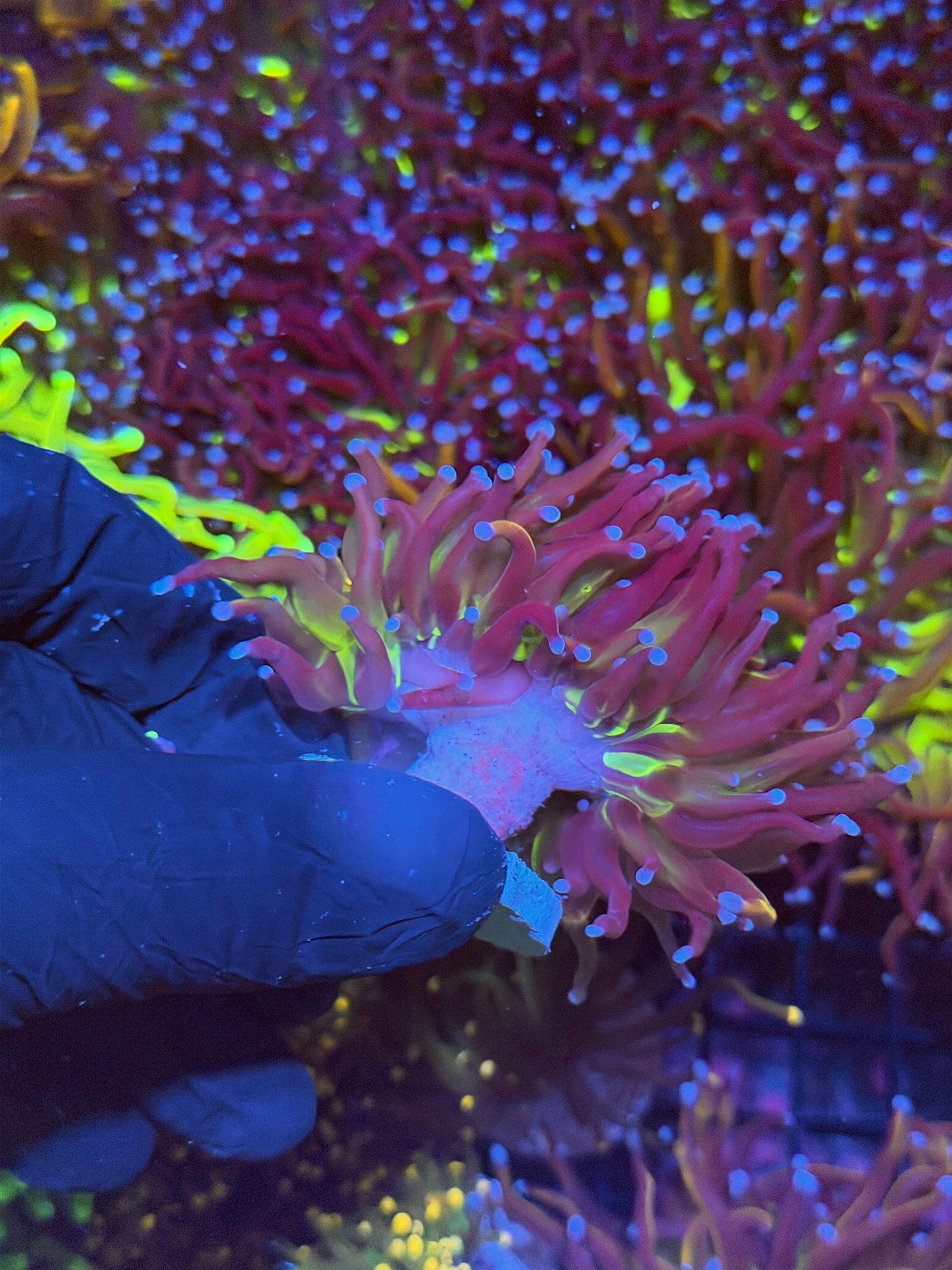 JEA Dragon God Torch Coral Heads 2 Heads *New Release*